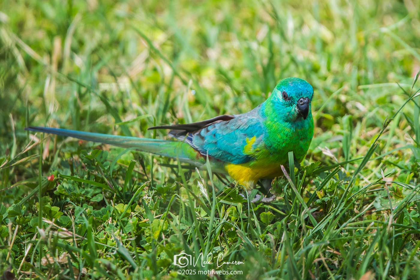 Male Red-rumped Parrot (Psephotus haematonotus), Jerrabomberra Wetlands, Canberra