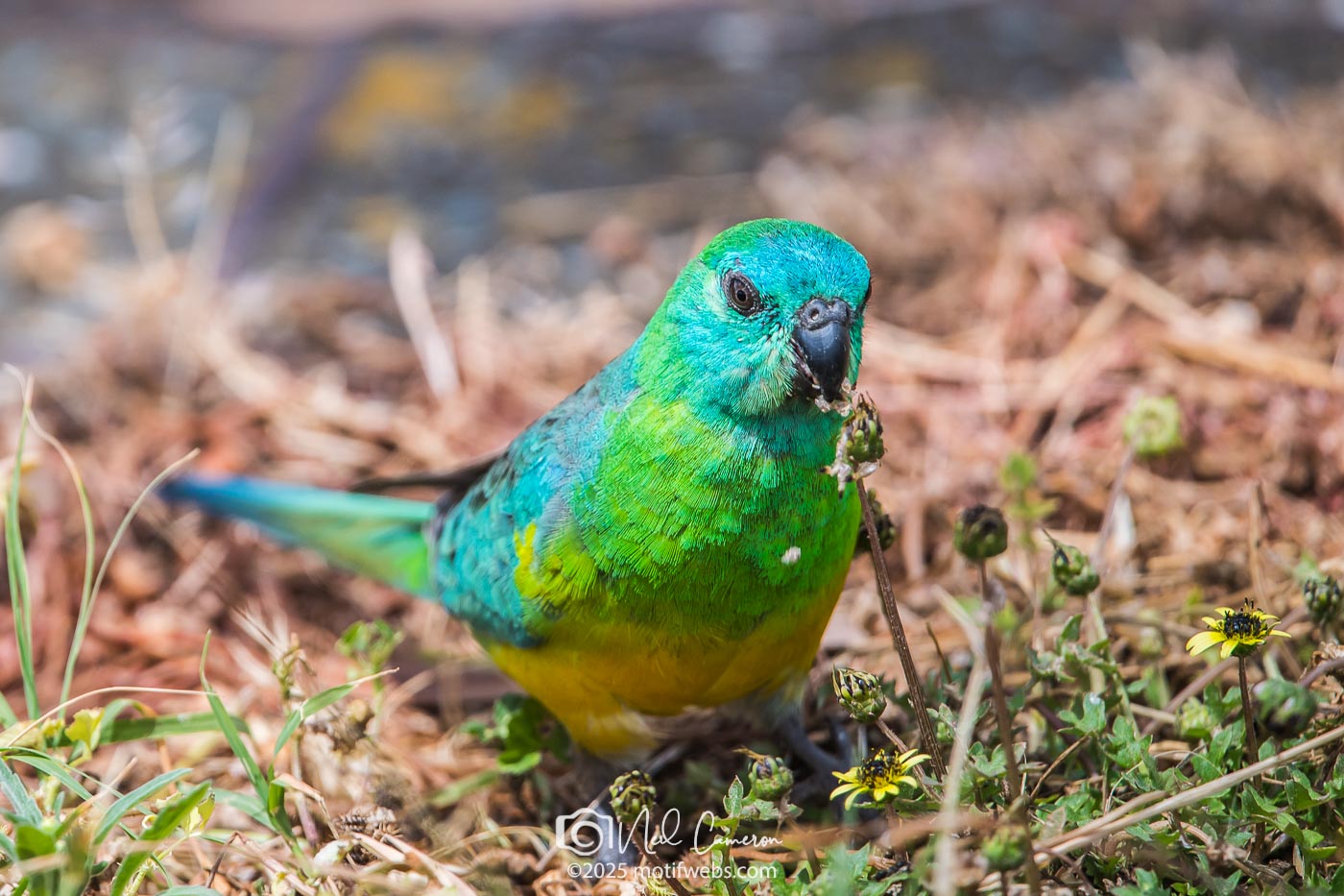 Male Red-rumped Parrot (Psephotus haematonotus), Jerrabomberra Wetlands, Canberra