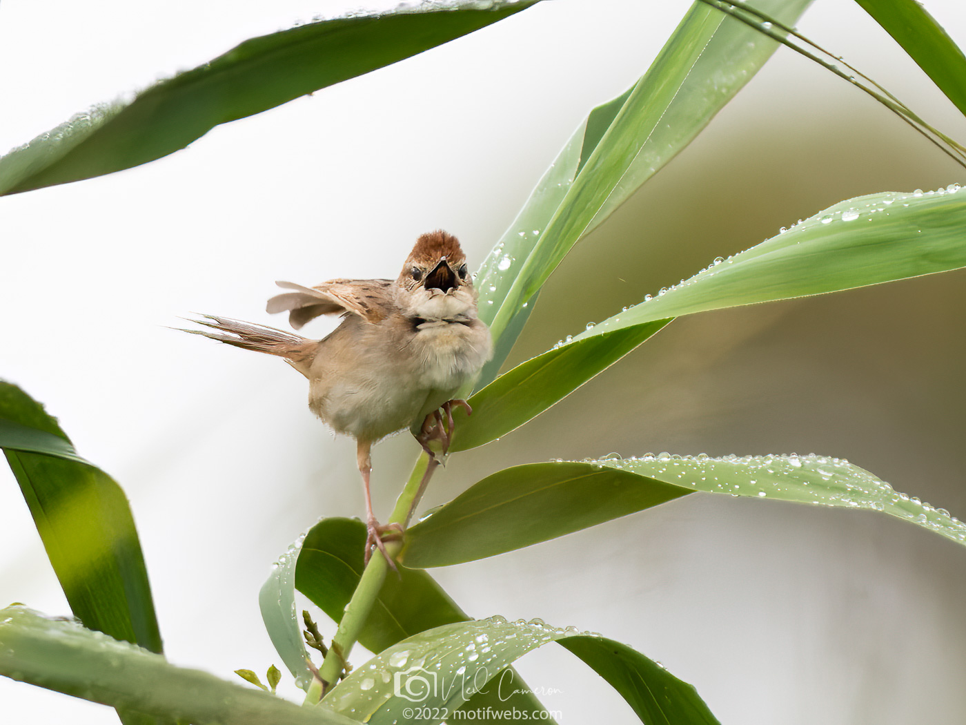 Tawny Grassbird (Megalurus timoriensis), Kedron Wetlands, Brisbane