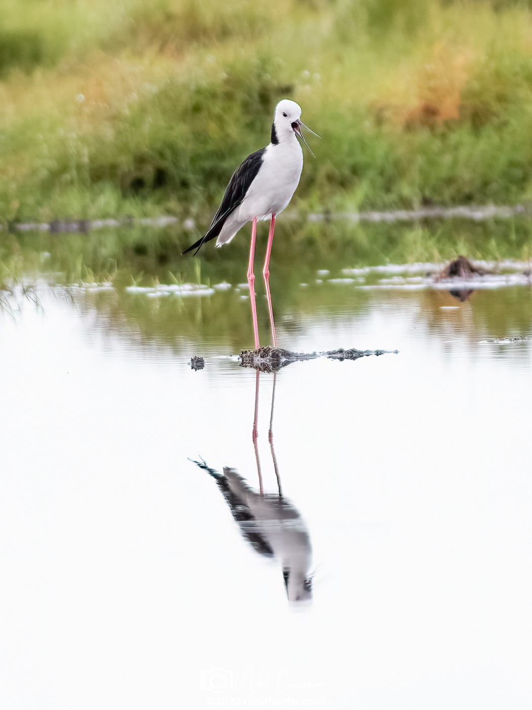 Pied Stilt (Himantopus leucocephalus), Kedron Wetlands, Australia