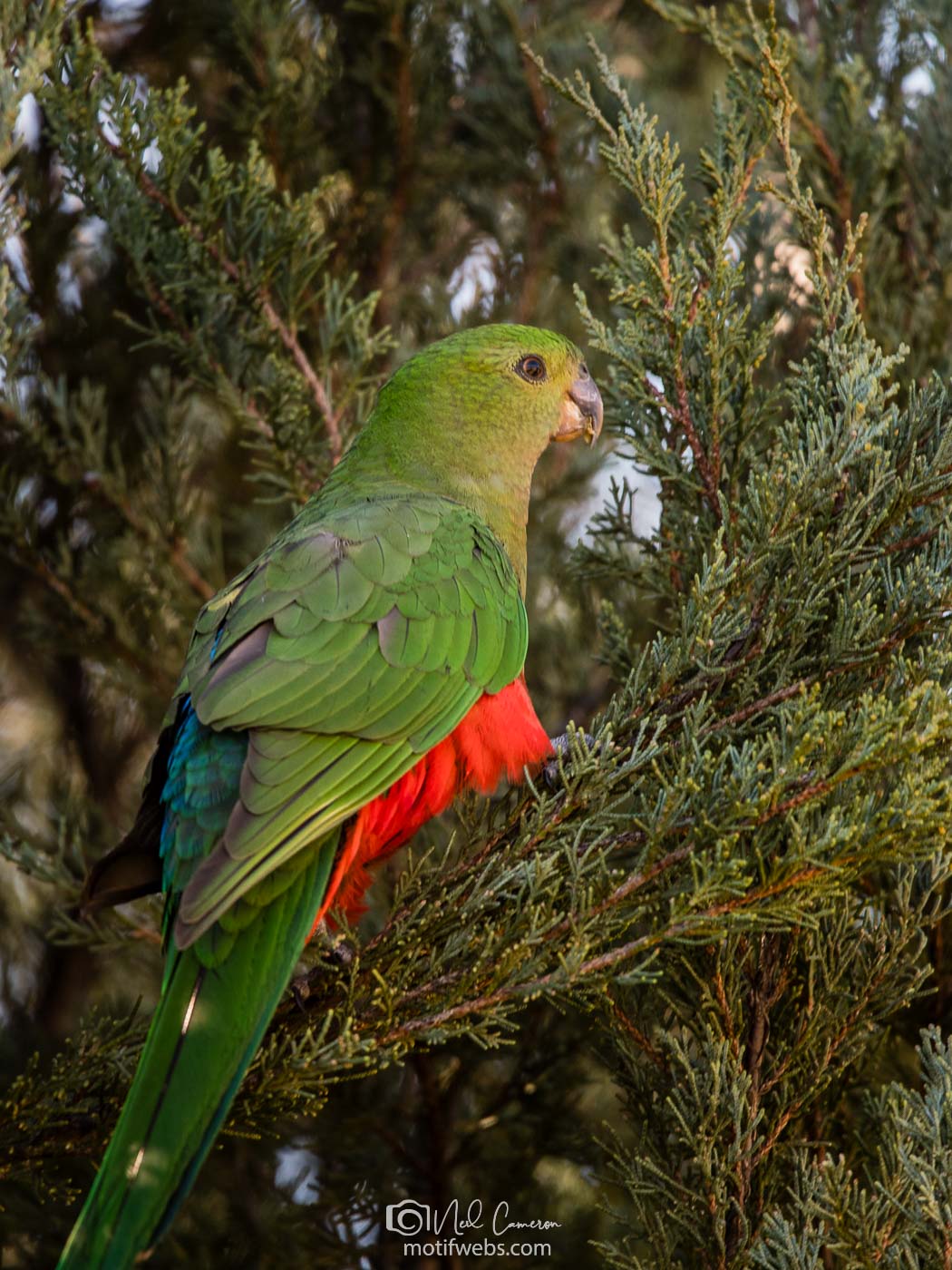 Female Australian King-Parrot (Alisterus scapularis), Waramanga, ACT