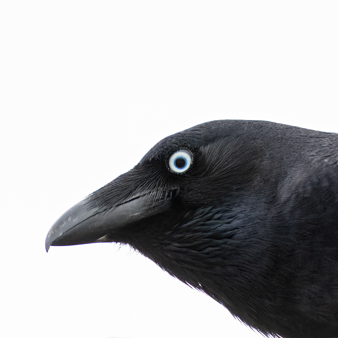 Torresian Crow (Corvus orru), St Lucia
