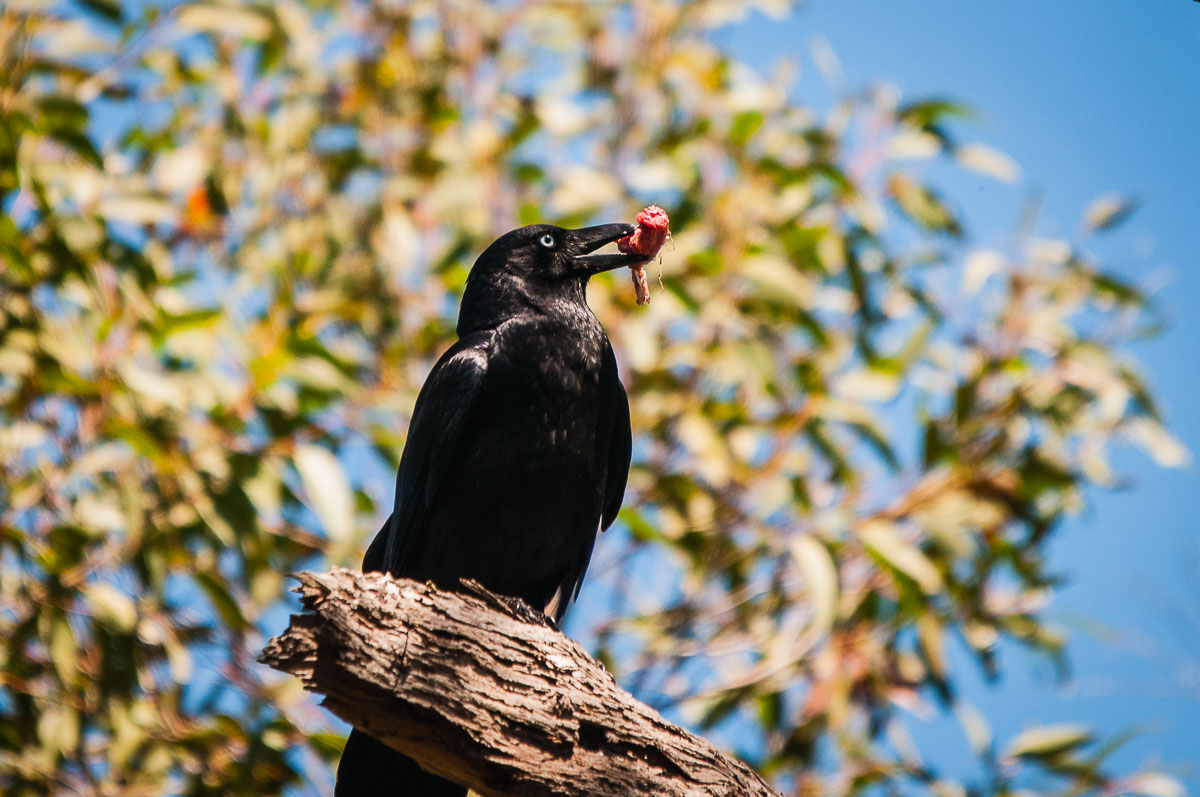Torresian Crow (Corvus orru), Mooloolah River National Park