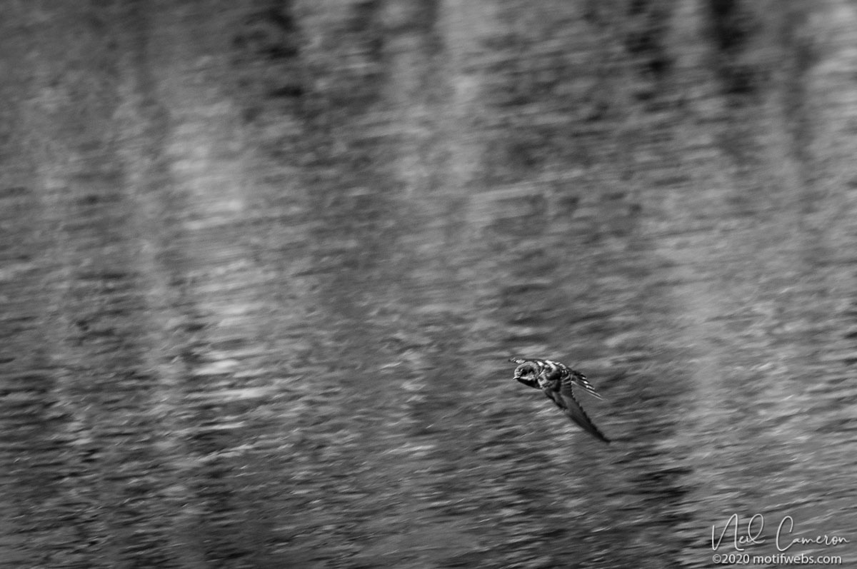 Welcome Swallow (Hirundo neoxena) in flight, Mt Coot-tha Botanical Gardens, Brisbane