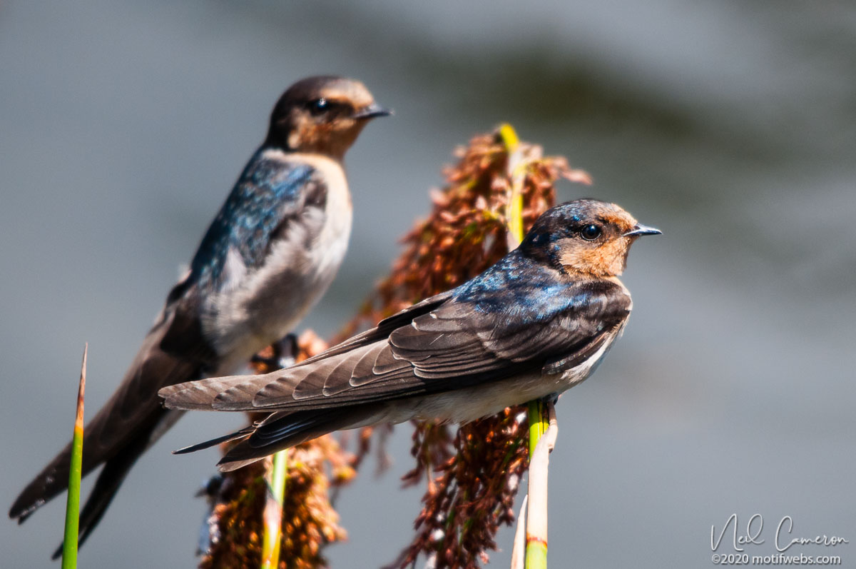 Welcome Swallows (Hirundo neoxena), Mt Coot-tha Botanical Gardens, Toowong