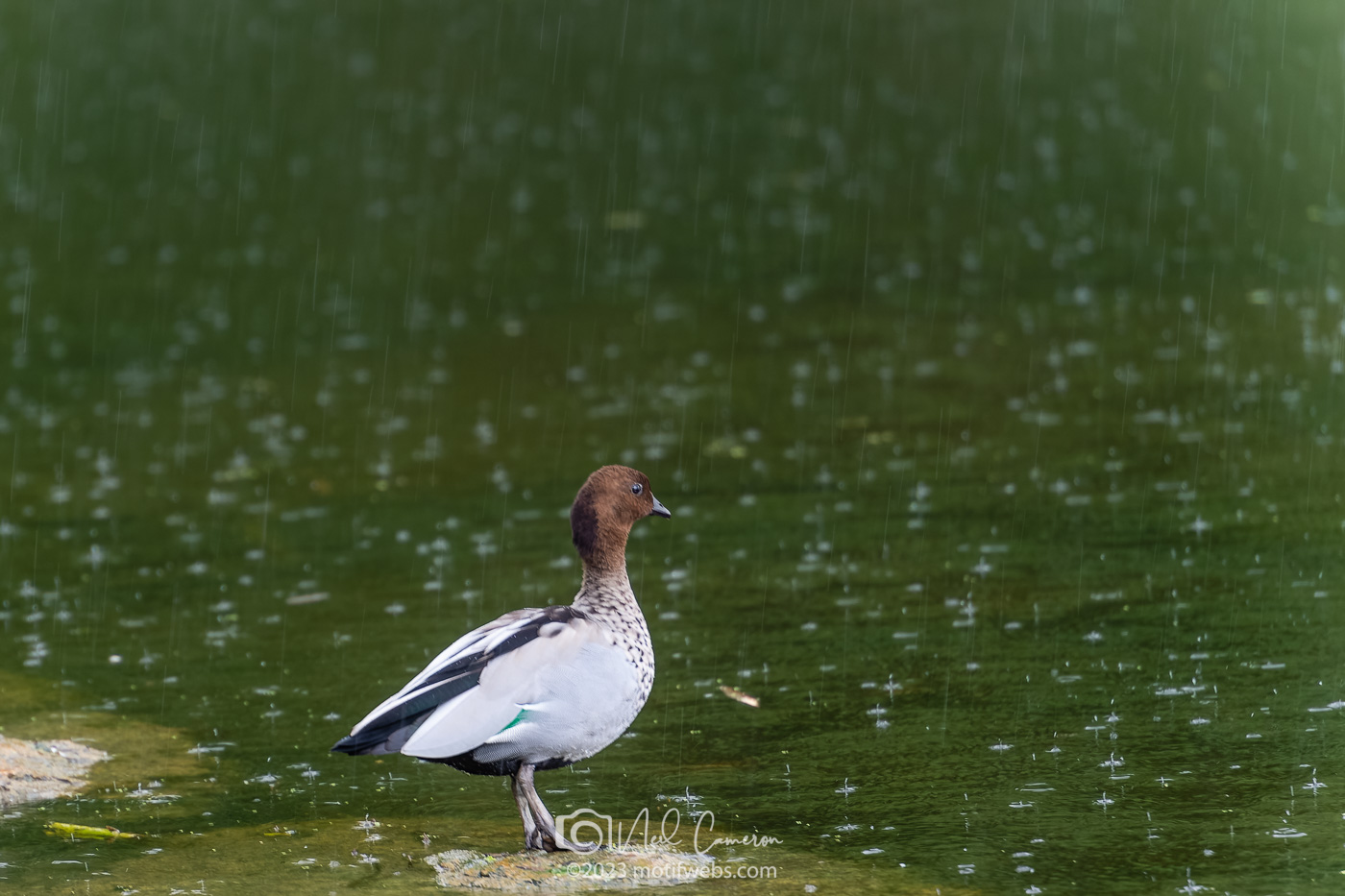 Male Maned Duck (Chenonetta jubata) aka Australian Wood Duck, Mt Coot-tha Botanical Gardens, Toowong