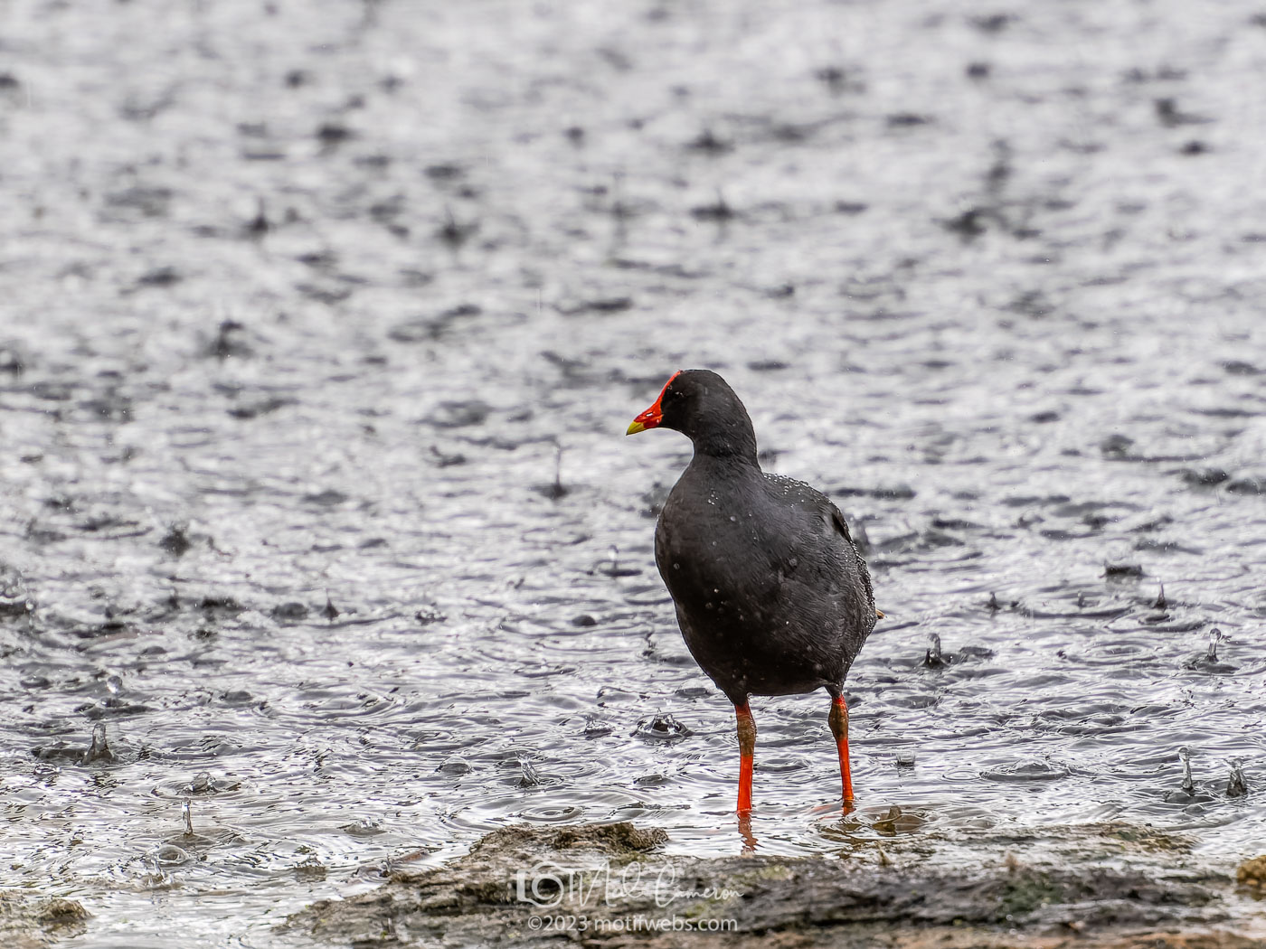 Dusky Moorhen (Gallinula tenebrosa), Mt Coot-tha Botanical Gardens, Toowong