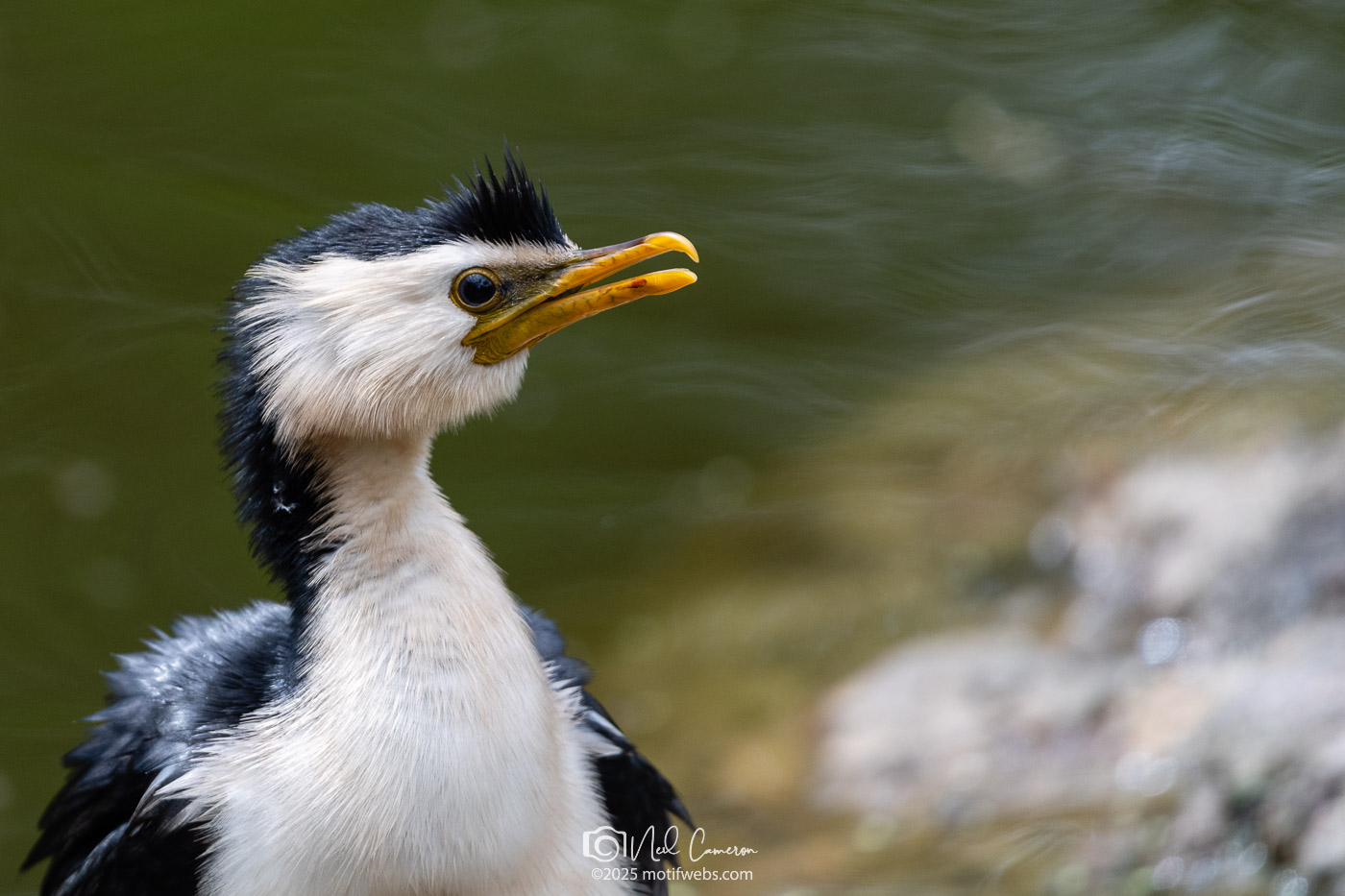 Little Pied Cormorant (Microcarbo melanoleucos), Mt Coot-tha Botanical Gardens, Toowong