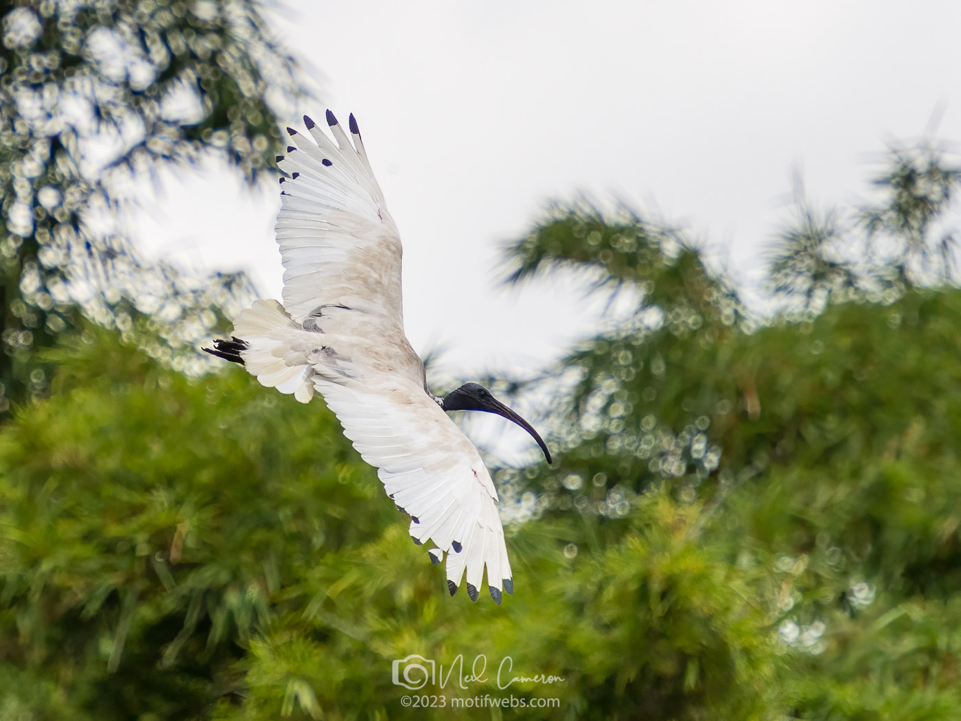 Australian White Ibis (Threskiornis molucca) aka Bin Chicken. Mt Coot-tha Botanical Gardens