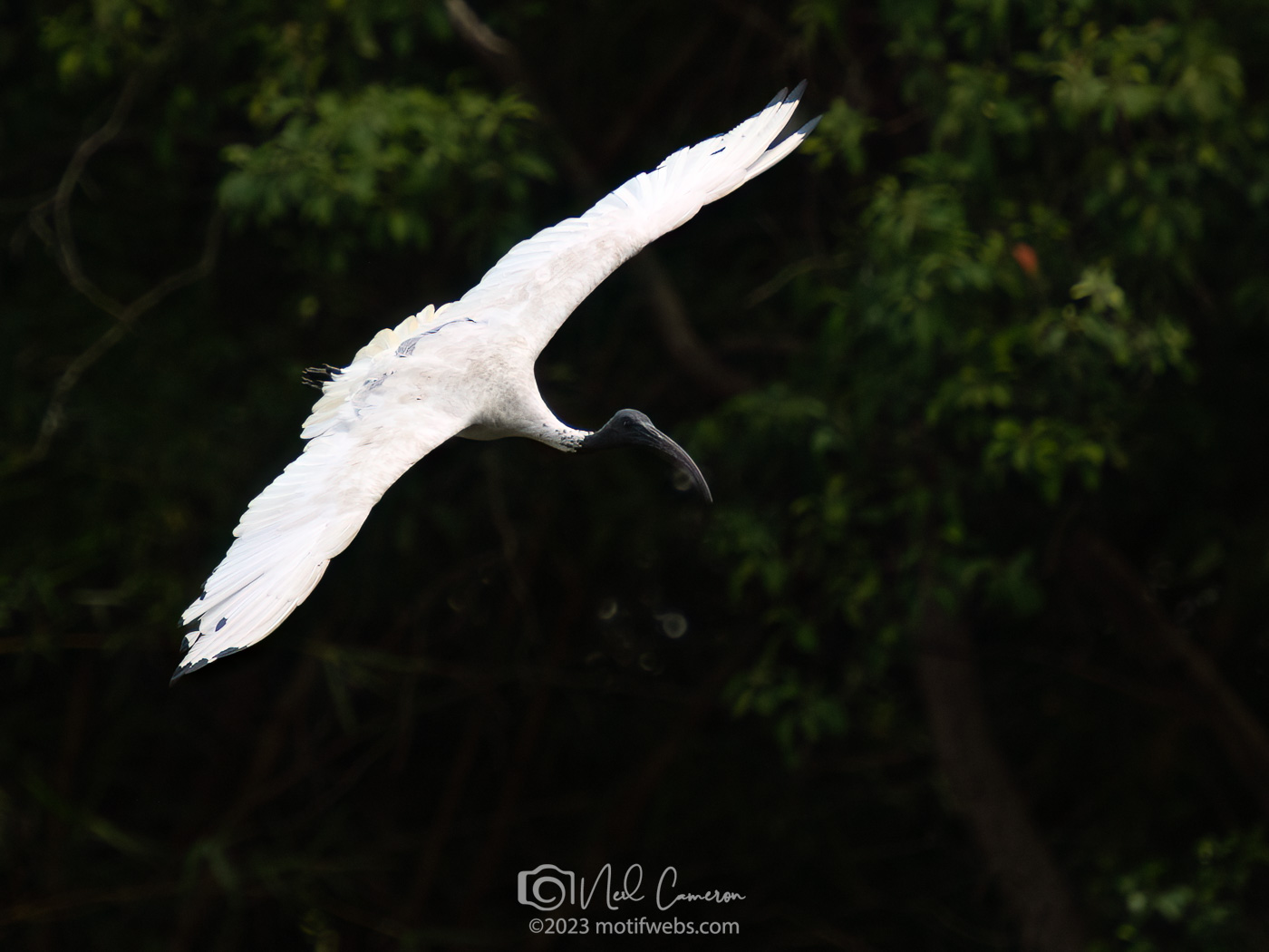 Australian White Ibis (Threskiornis molucca) aka Bin Chicken. Mt Coot-tha Botanical Gardens