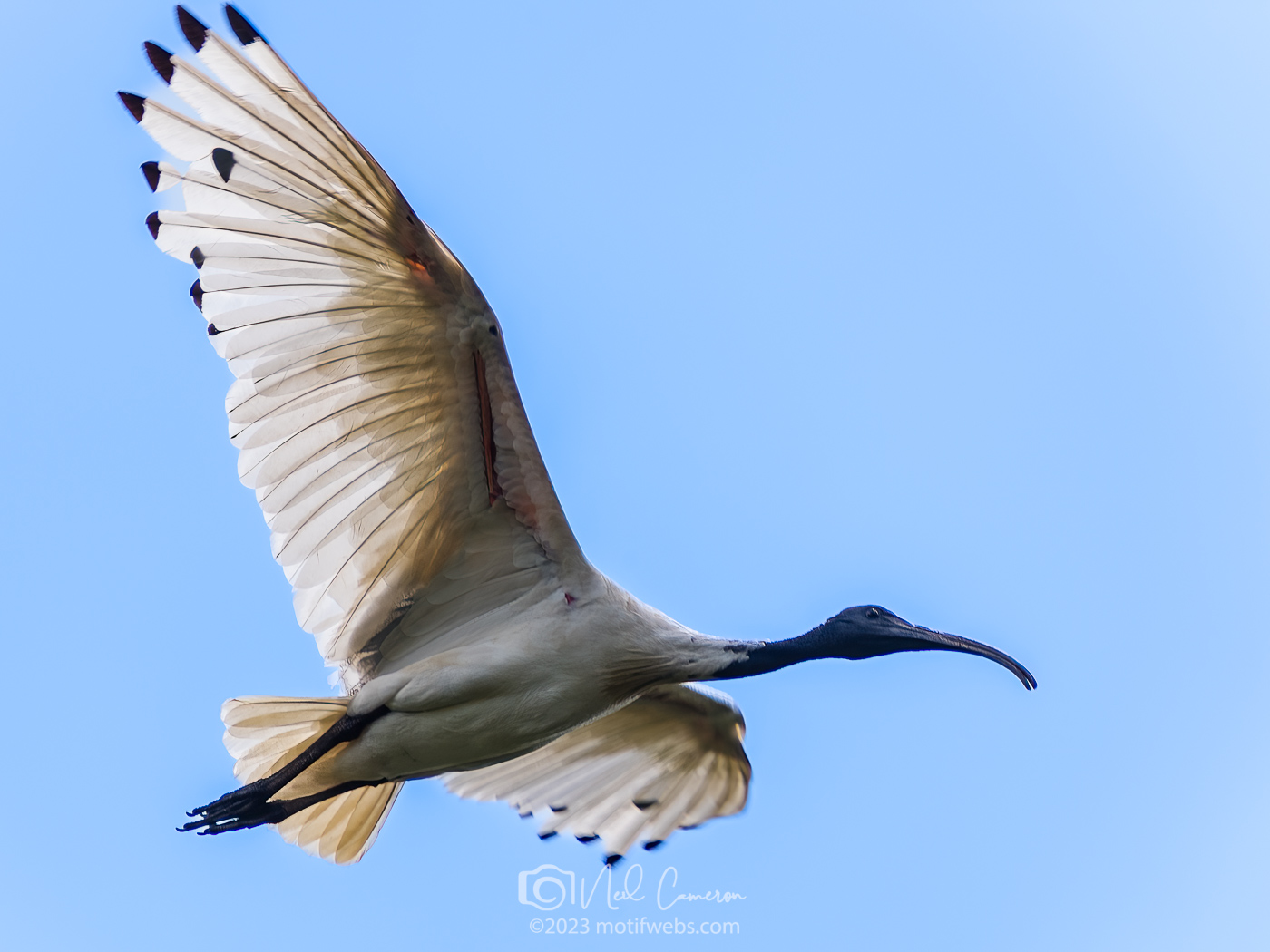 Australian White Ibis (Threskiornis molucca) aka Bin Chicken. Mt Coot-tha Botanical Gardens