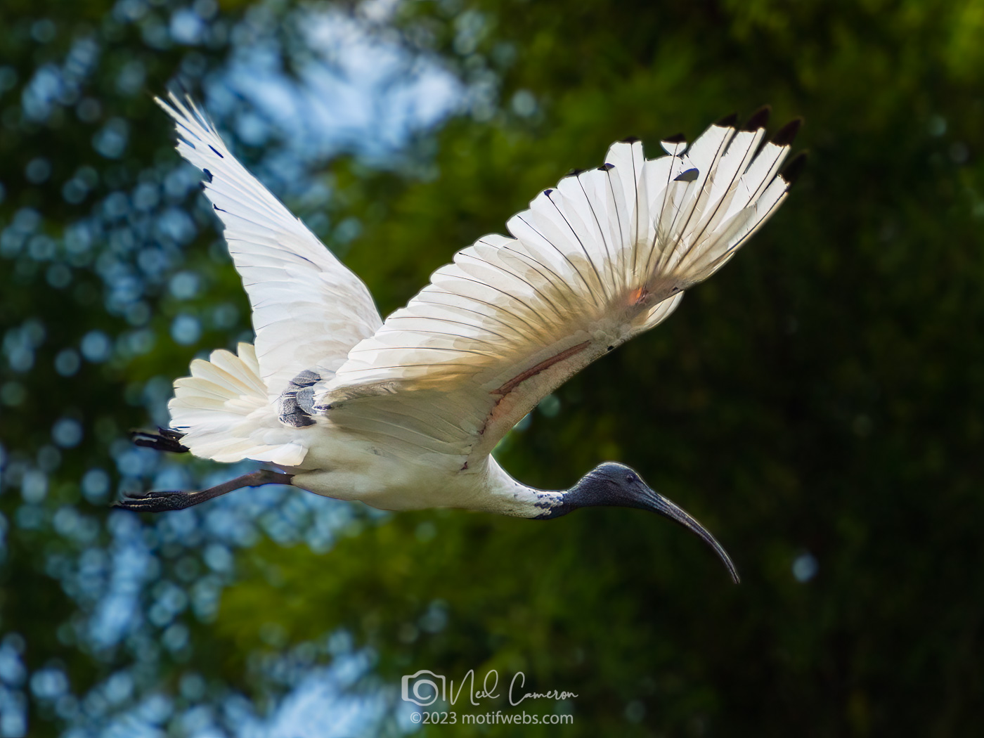 Australian White Ibis (Threskiornis molucca) aka Bin Chicken. Mt Coot-tha Botanical Gardens