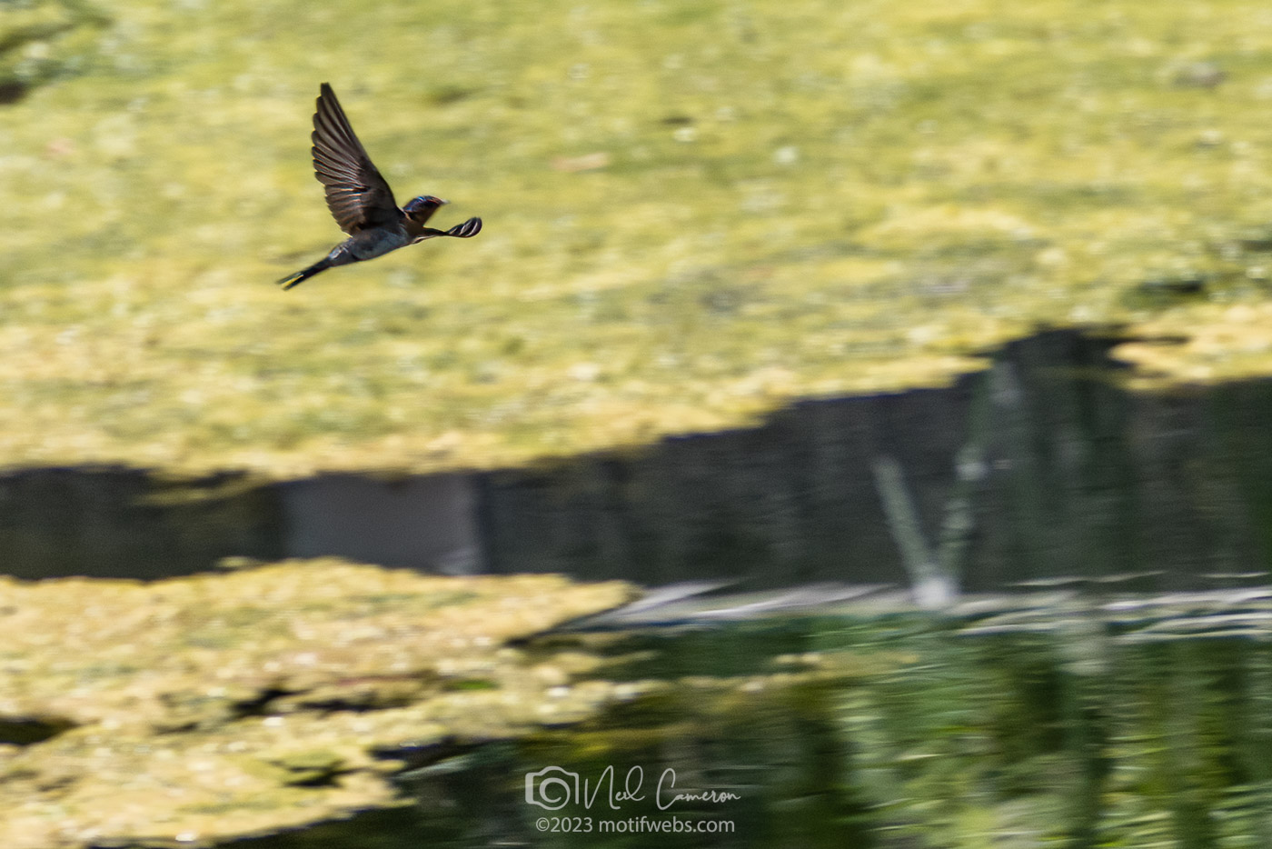 Welcome Swallow (Hirundo neoxena), Mt Coot-tha Botanical Gardens, Brisbane
