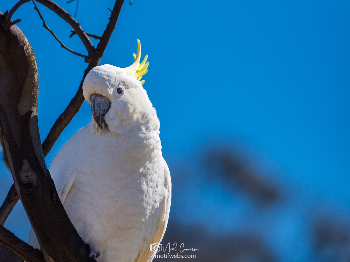 Sulphur-crested Cockatoo (Cacatua galerita) at Mulligan's Flat Nature Reserve, Canberra