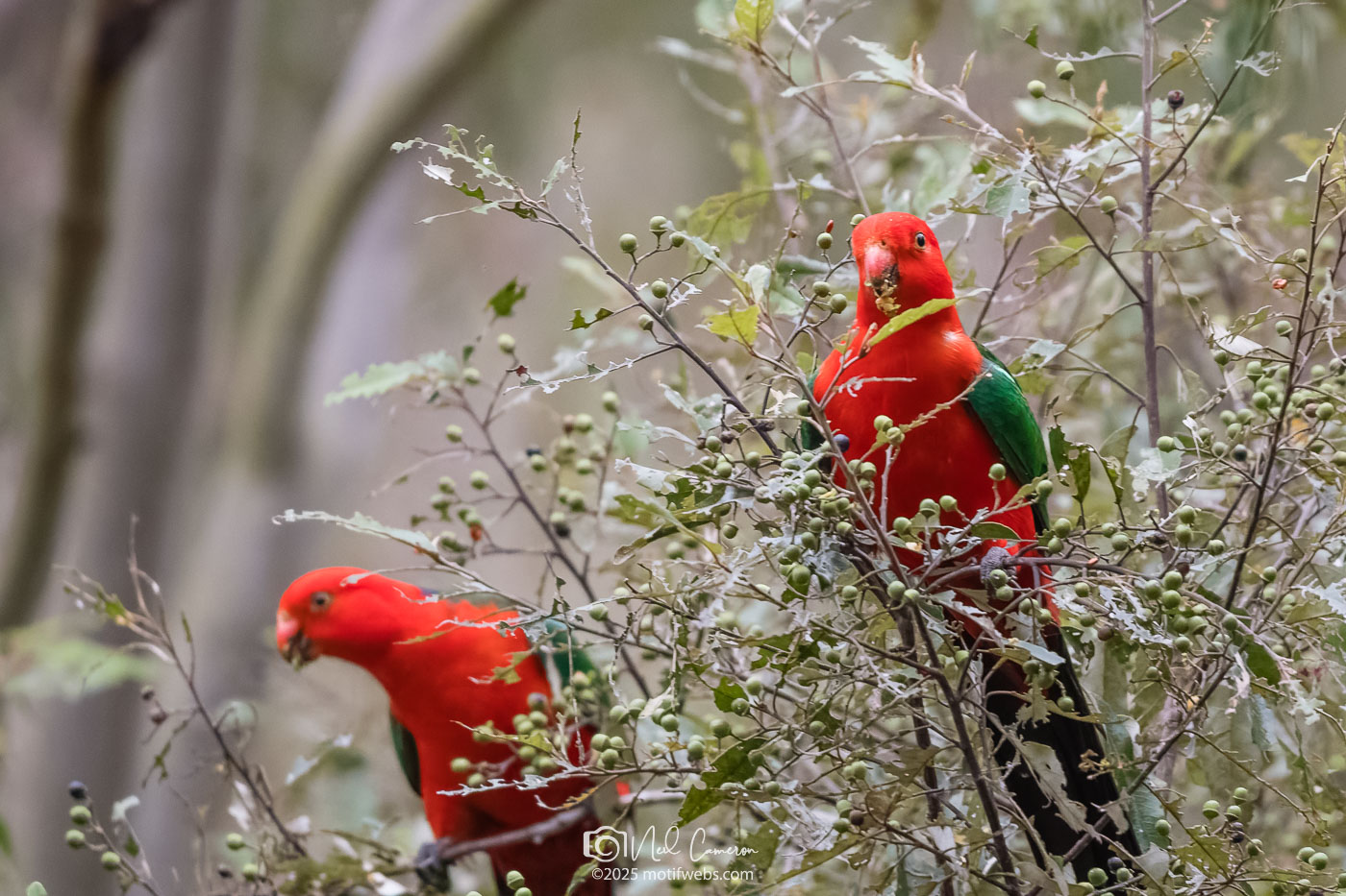 Male Australian King-Parrot (Alisterus scapularis), Oxley Creek Common, Brisbane