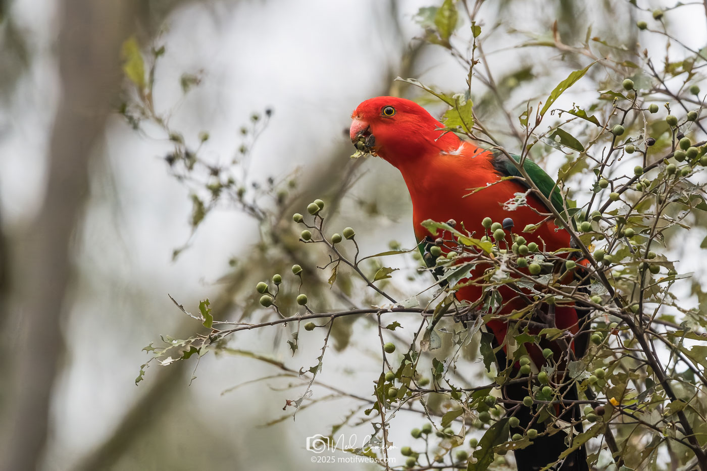 Australian King-Parrot (Alisterus scapularis), Oxley Creek Common, Brisbane