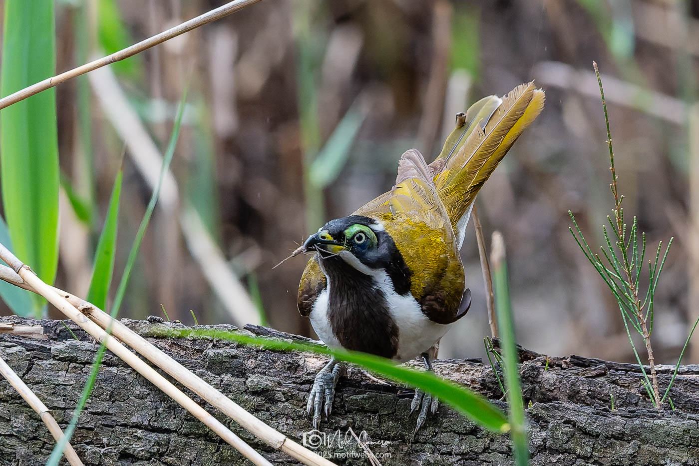 imm. Blue-faced Honeyeater (Entomyzon cyanotis), Oxley Creek Common, Brisbane