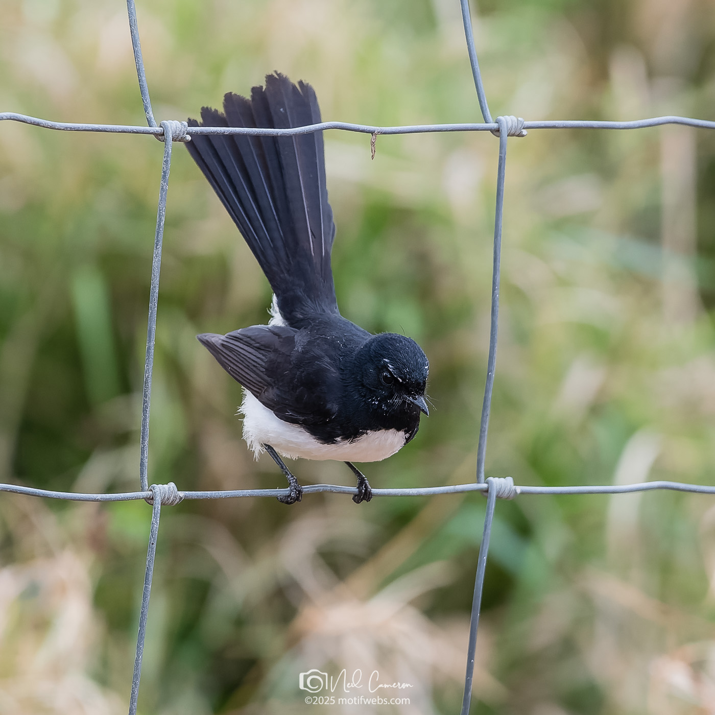 Willy Wagtail (Rhipidura leucophrys), Oxley Creek Common, Brisbane