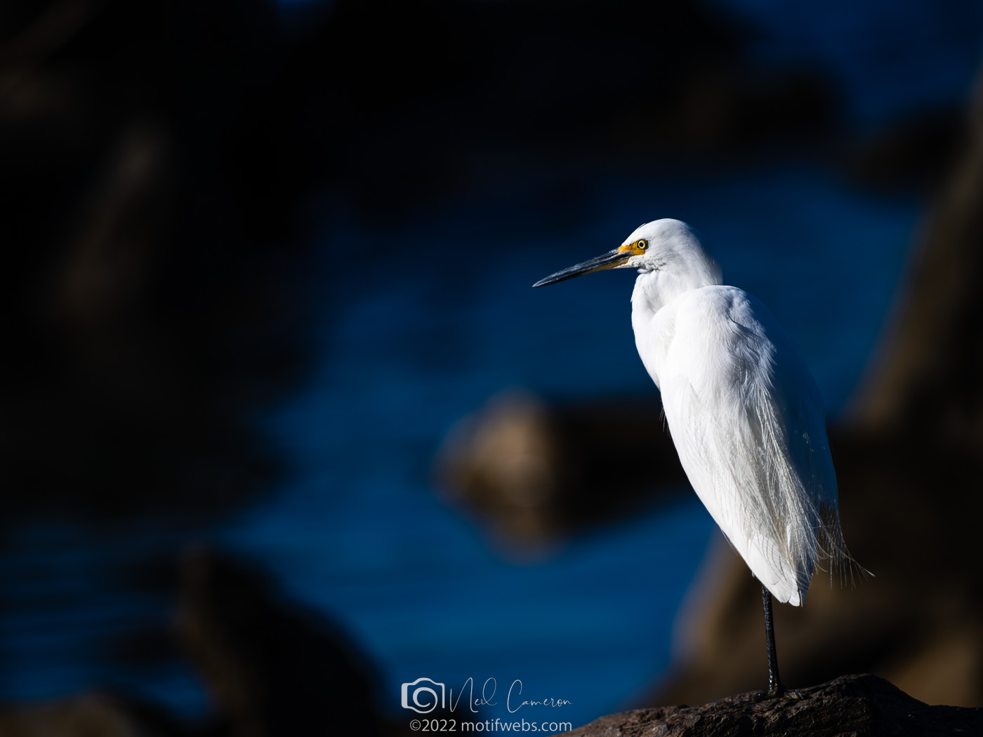 Little Egret (Egretta garzetta) in breeding plumage at Oxenford Weir, Queensland