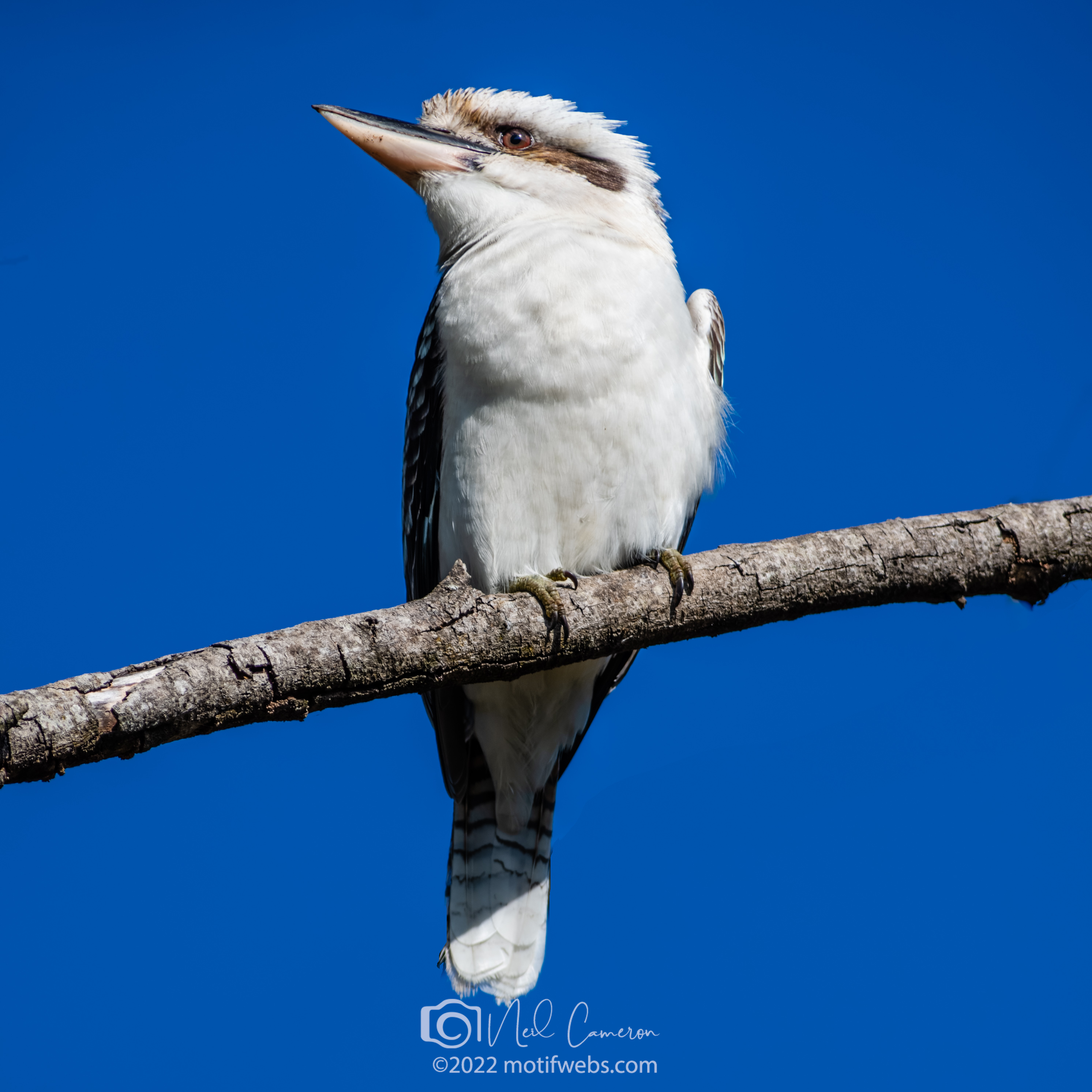 Laughing Kookaburra (Dacelo novaeguineae), Oxley Creek Common, Queensland
