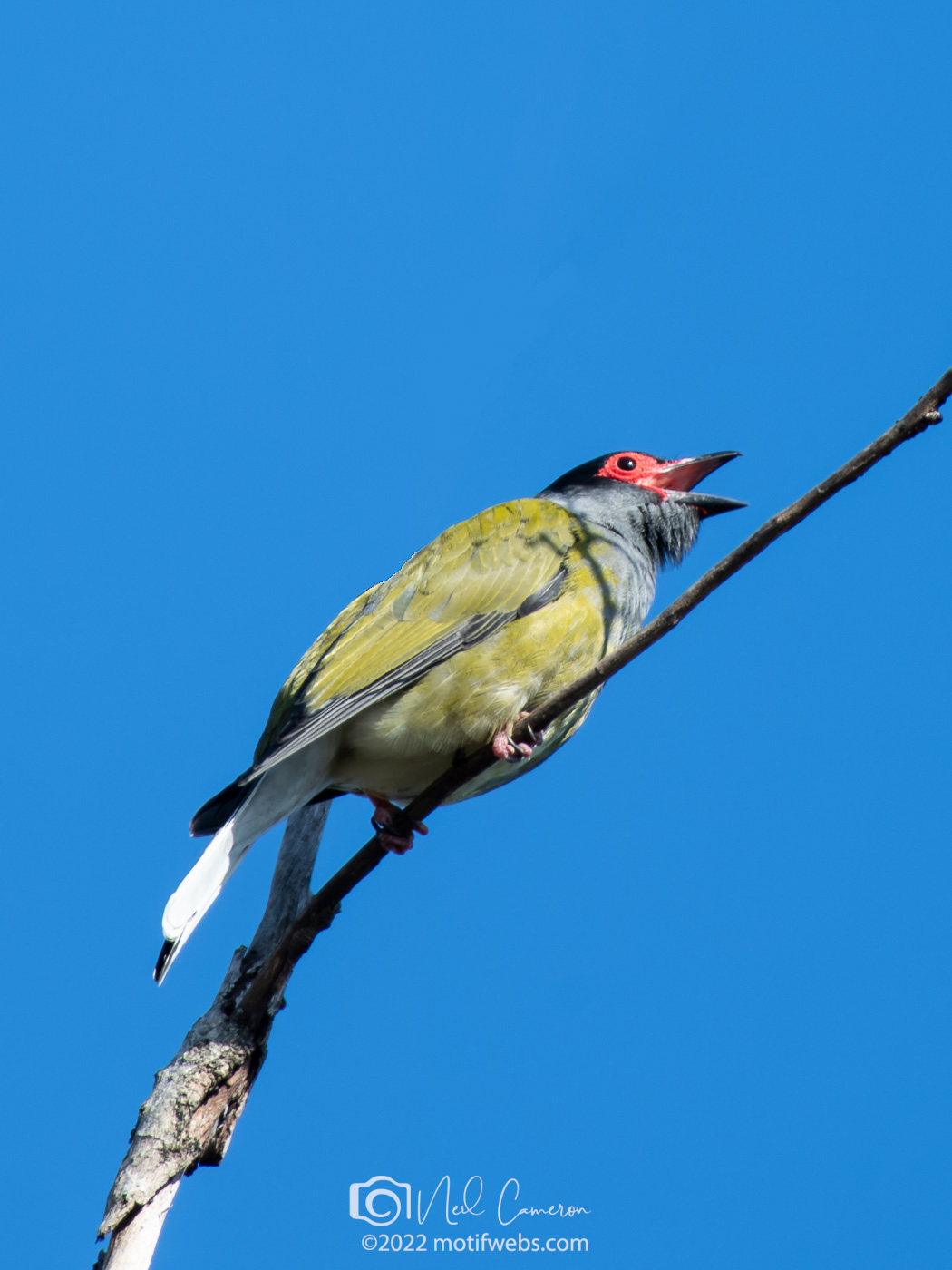 Male Australasian Figbird (Sphecotheres vieilloti), Oxley Creek Common, Queensland