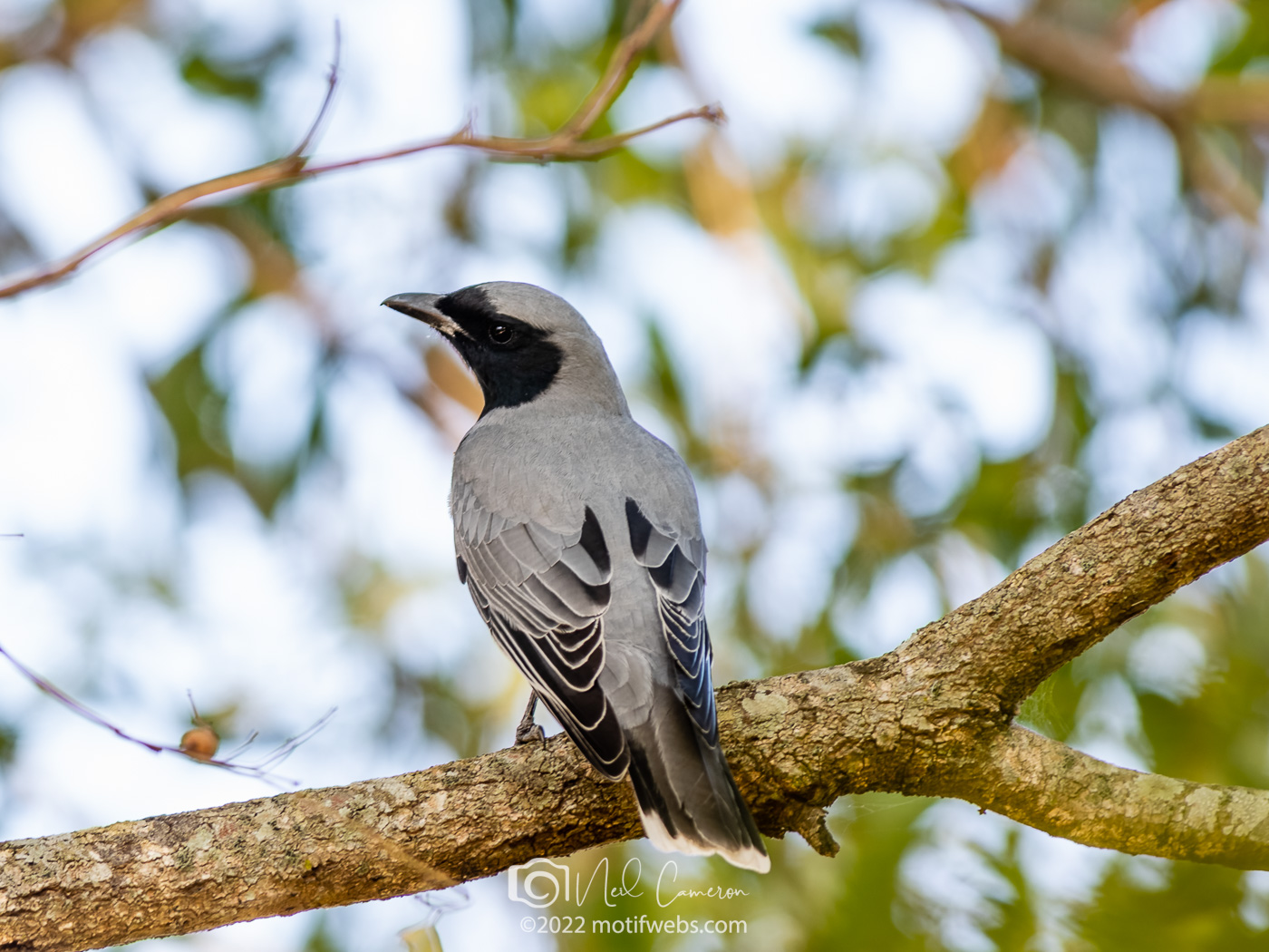 Black-faced Cuckoo-shrike (Coracina novaehollandiae), Oxley Creek Common, Brisbane