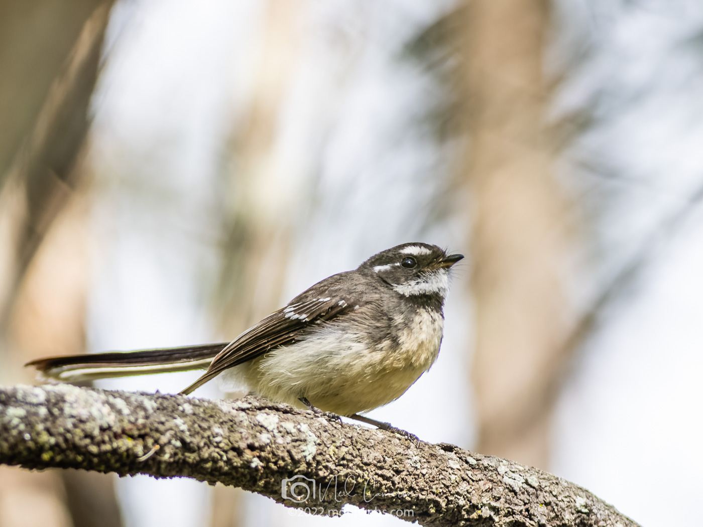 Grey Fantail (Rhipidura albiscapa), Oxley Creek Common, Brisbane