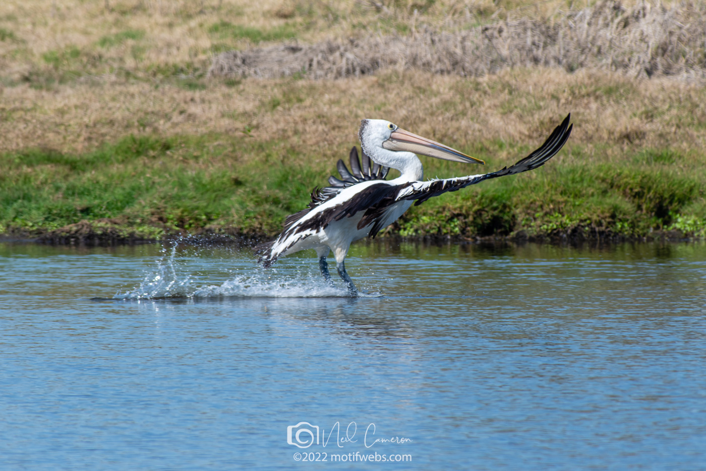 Australian Pelican (Pelecanus conspicillatus), OCC, Rocklea, Australia