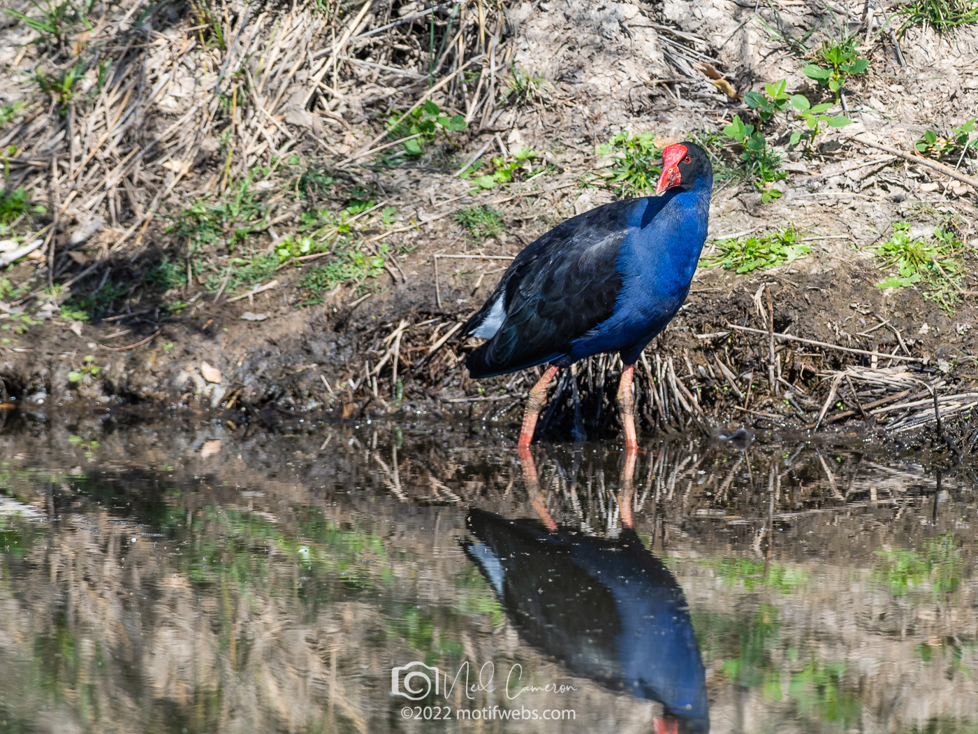 Australasian Swamphen (Porphyrio melanotus), Oxley Creek Common, Brisbane