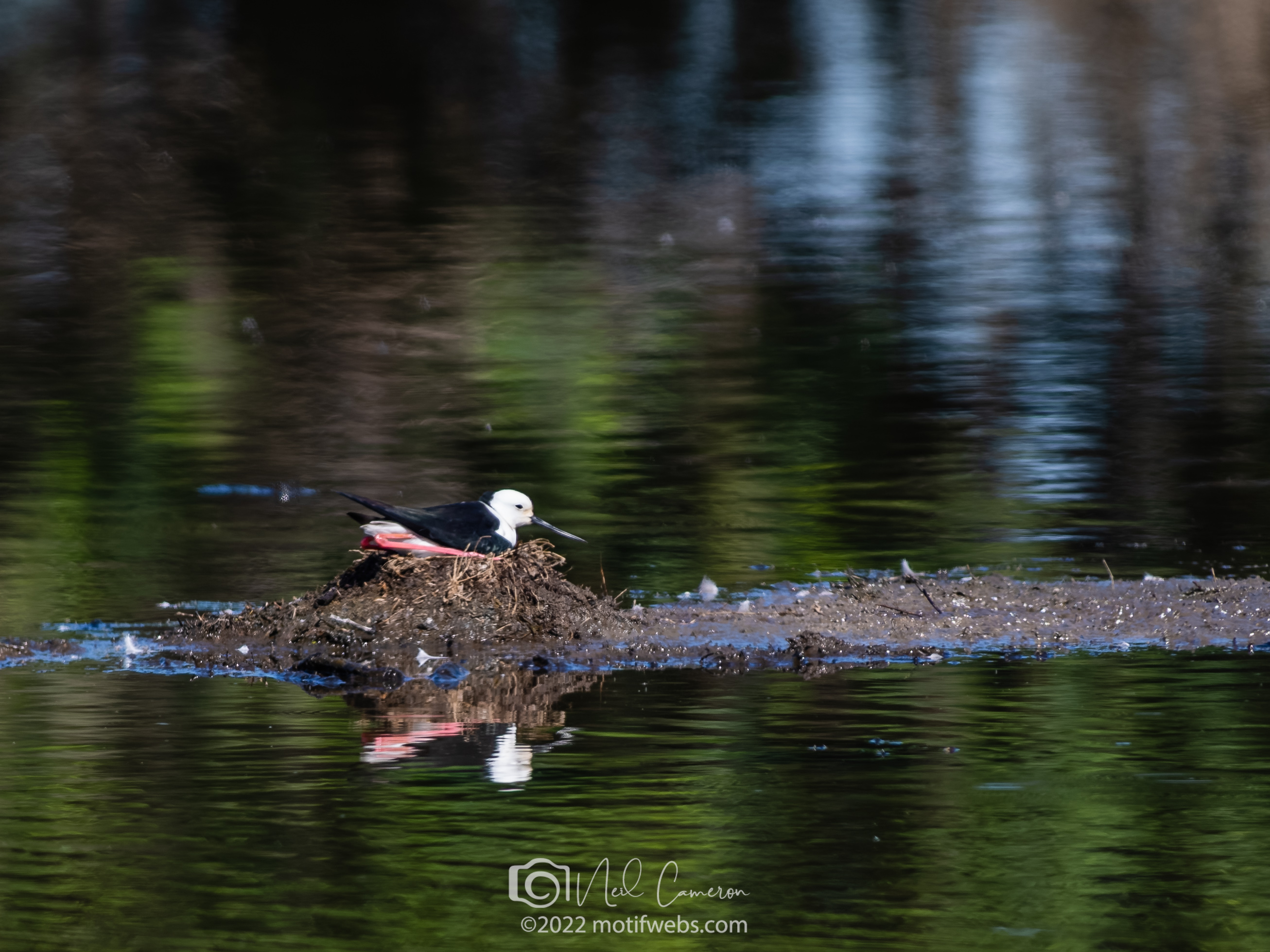 Pied Stilt (Himantopus leucocephalus), nesting, Oxley Creek Commom, Rocklea, Australia