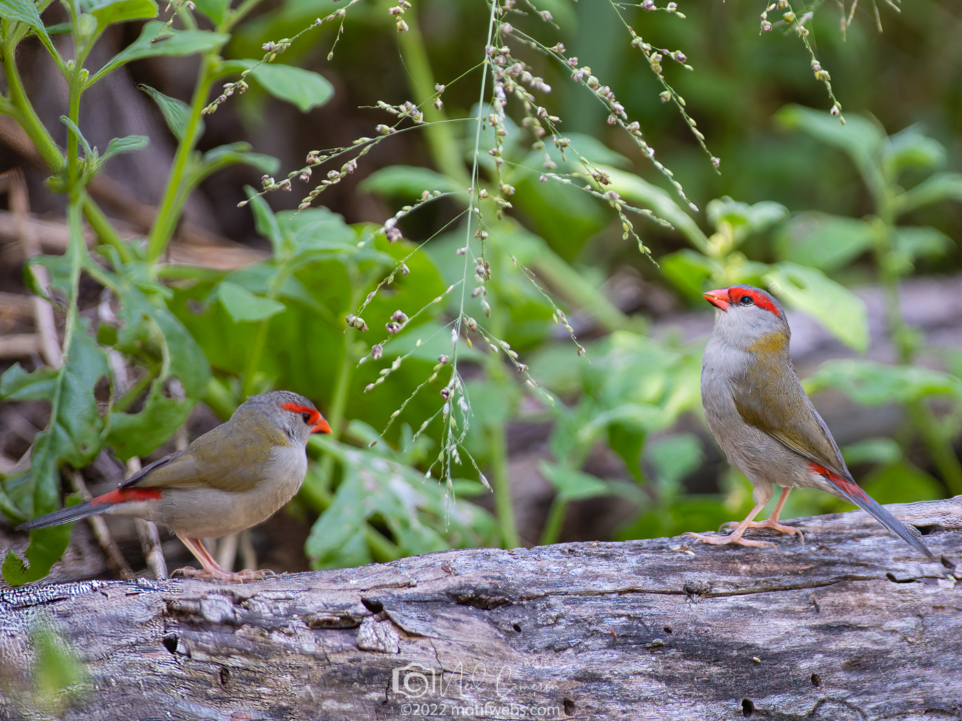 Red-browed Finch (Neochmia temporalis), Oxley Creek Common, Brisbane