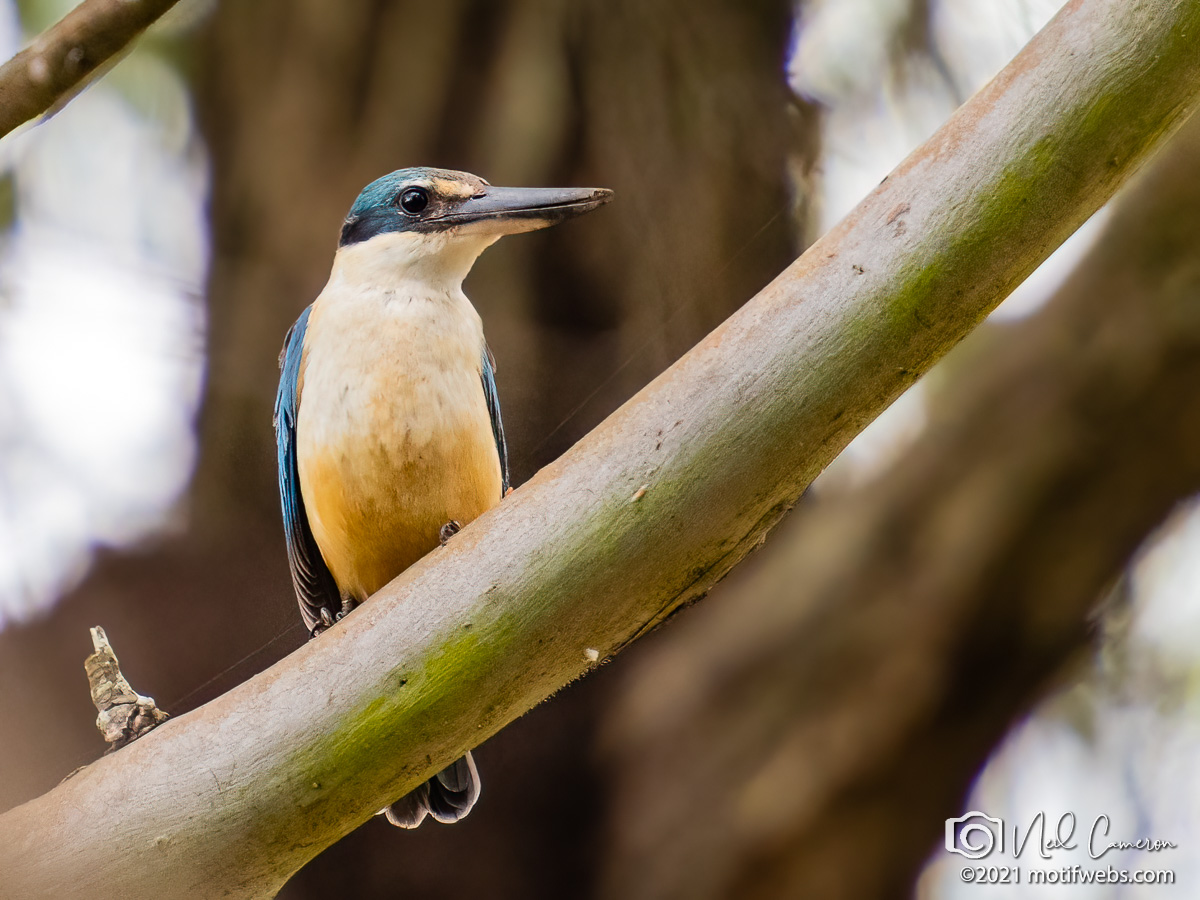 Sacred Kingfisher (Todiramphus sanctus), Oxley Creek Common, Brisbane