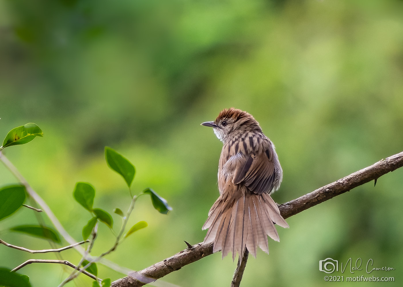 Tawny Grassbird (Cincloramphus timoriensis), Oxley Creek Common, Brisbane