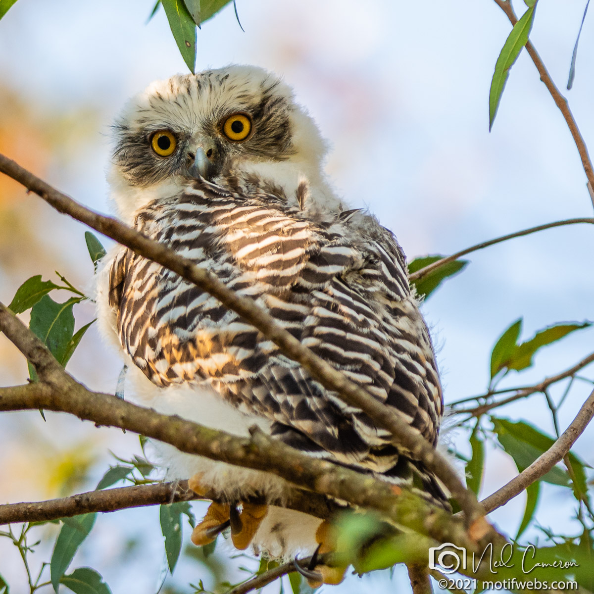 Powerful Owl (Ninox strenua) chick, St Lucia