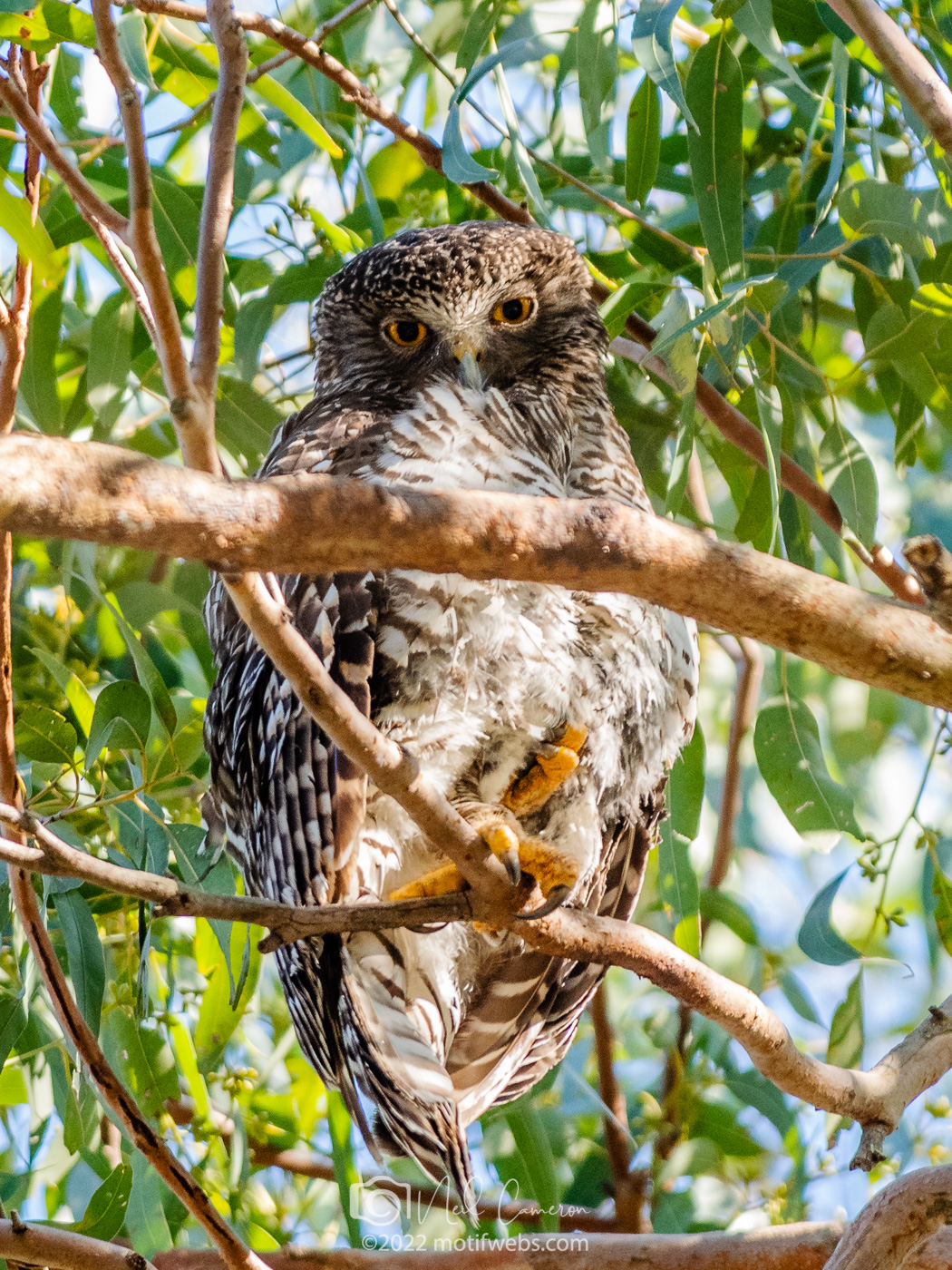 Powerful Owl (Ninox strenua), Brisbane, Queensland, Australia