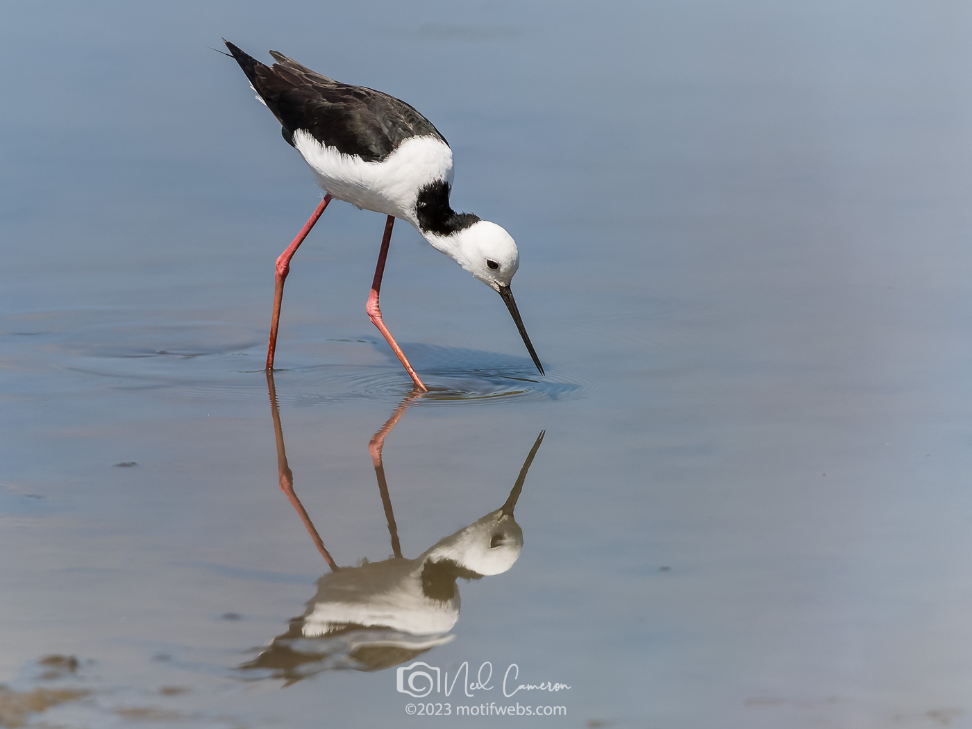 Pied Stilt (Himantopus leucocephalus), Oxley Creek Common, Brisbane