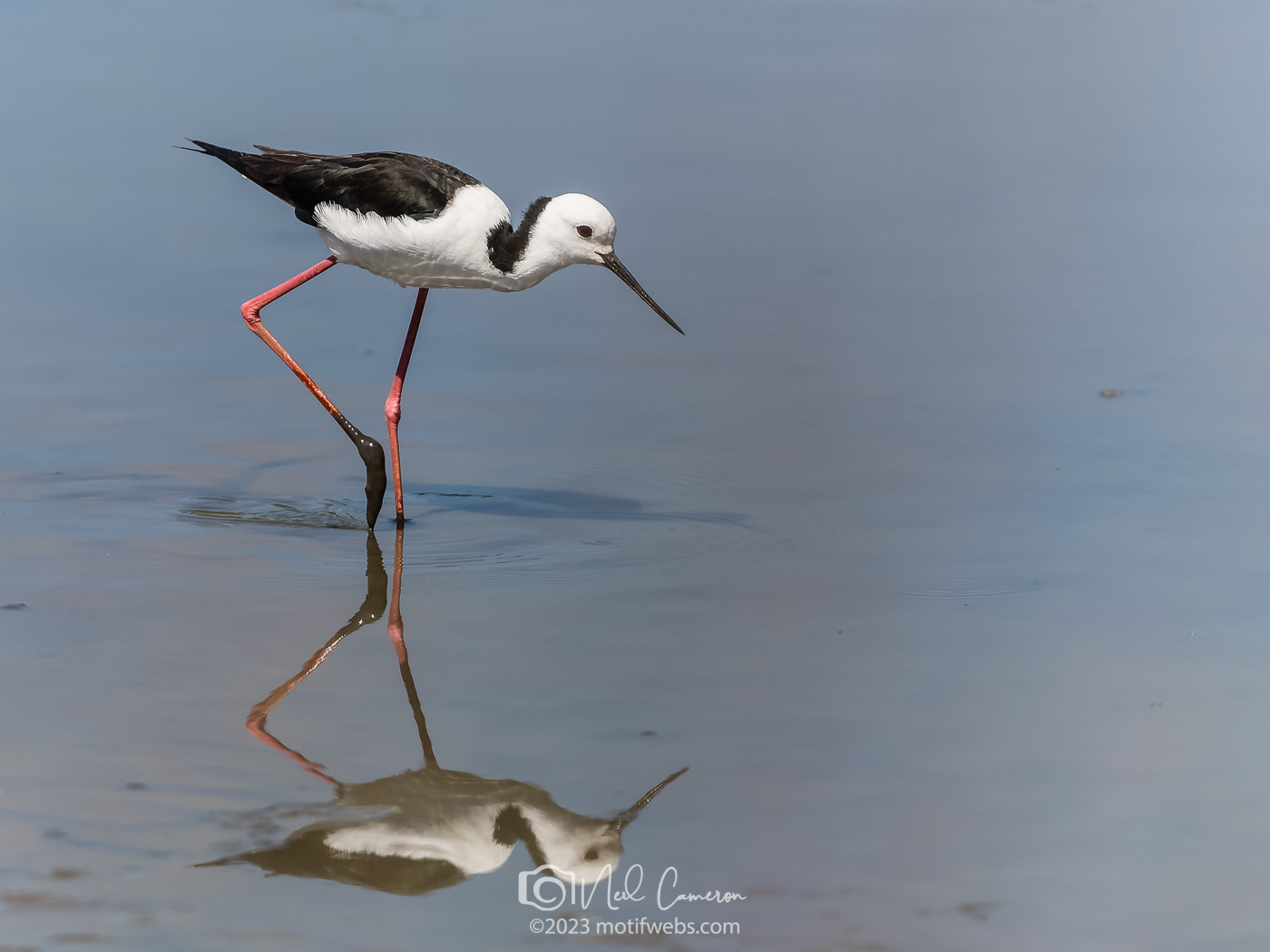 Pied Stilt (Himantopus leucocephalus), Oxley Creek Common, Brisbane