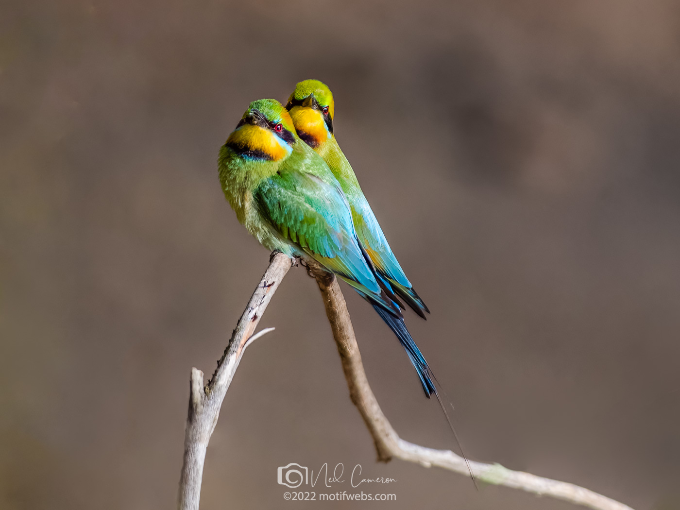 Rainbow Bee-eater pair, Sir John Chandler Park, Indooroopilly