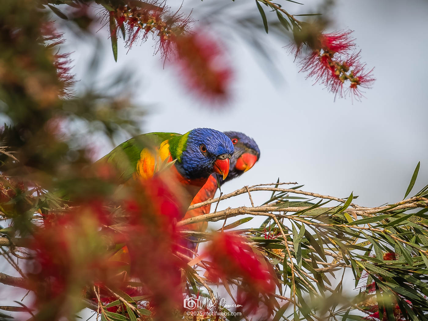 Rainbow Lorikeet (Trichoglossus moluccanus) photobomb, St Lucia, Brisbane