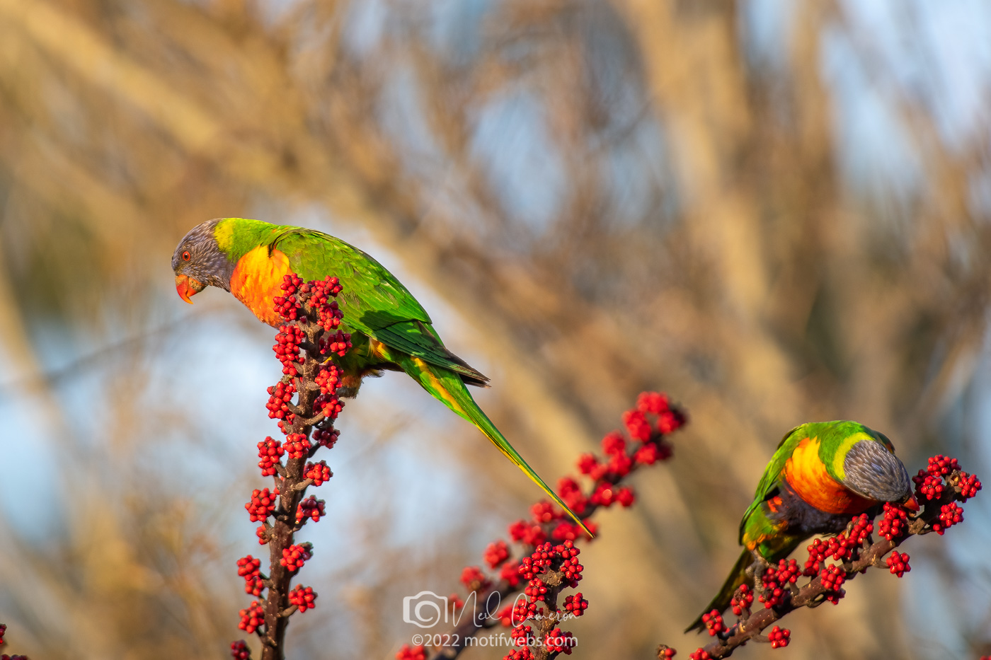 Rainbow Lorikeet (Trichoglossus moluccanus), Brisbane, Queensland
