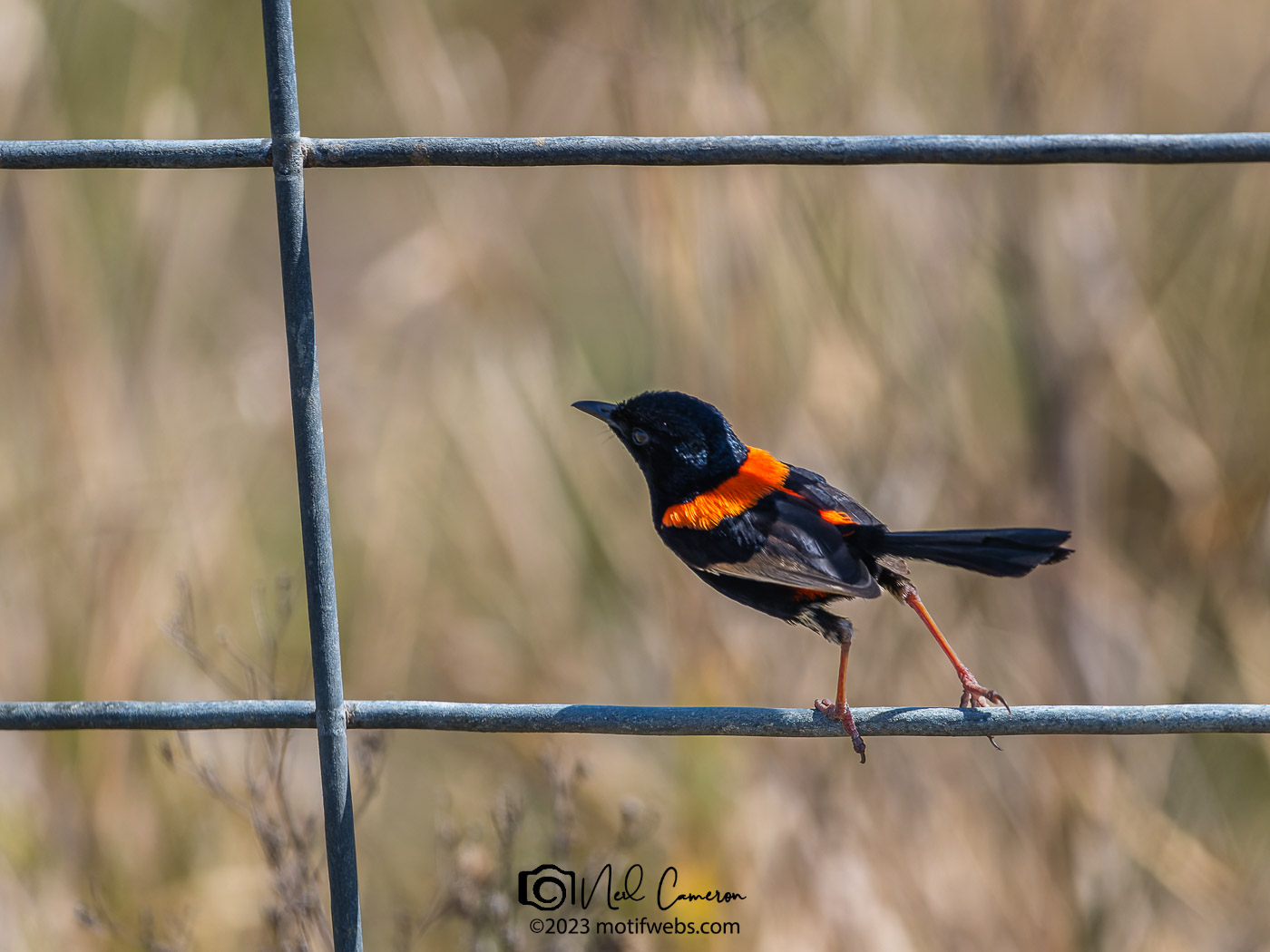 Male Red-backed Fairywren (Malurus melanocephalus), Oxley Creek Common, Brisbane
