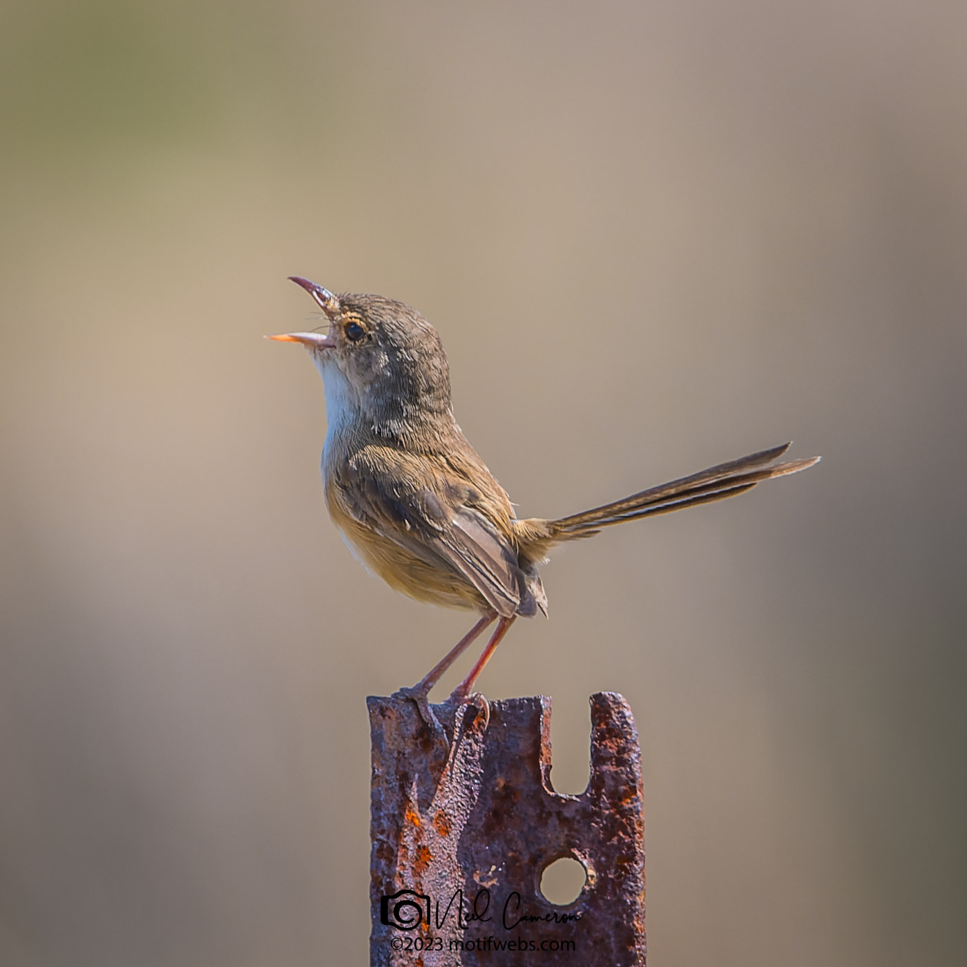 Female Red-backed Fairywren (Malurus melanocephalus), Oxley Creek Common, Brisbane