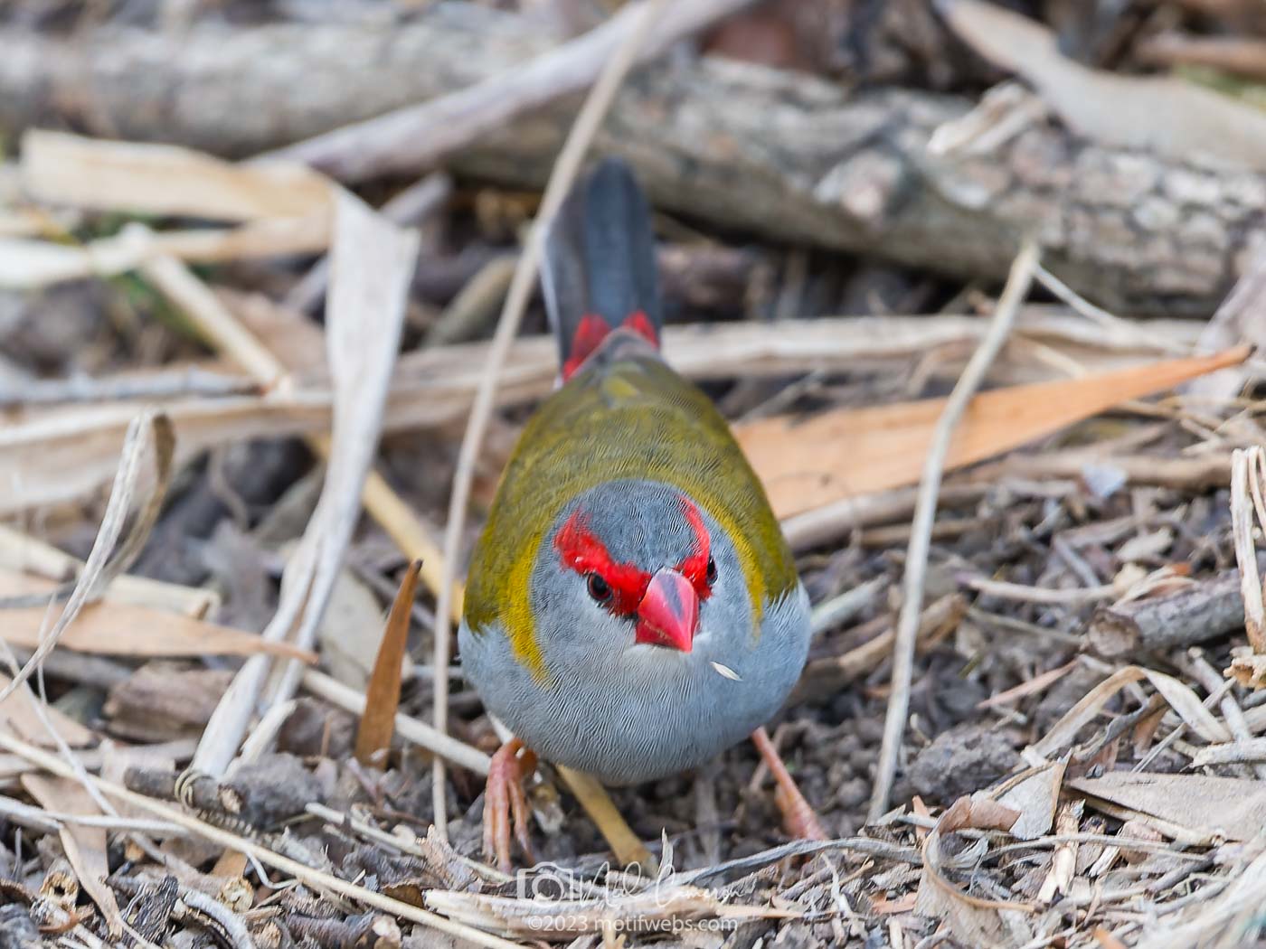 Red-browed Finch (Neochmia temporalis), Oxley Creek Common, Brisbane