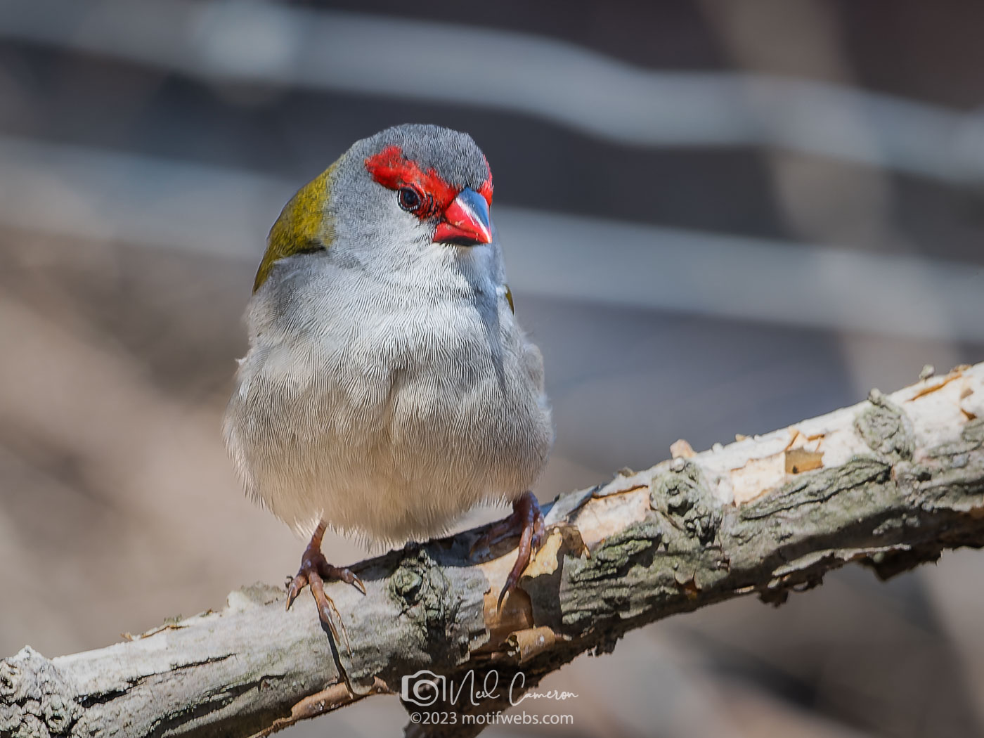 Red-browed Finch (Neochmia temporalis), Oxley Creek Common, Brisbane