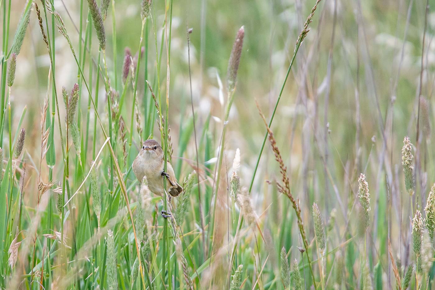 Australian Reed Warbler (Acrocephalus australis), Jerrabomberra Wetlands, Canberra