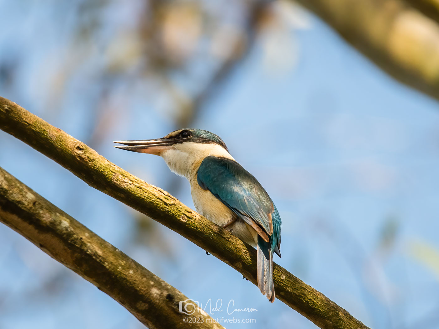 Sacred Kingfisher (Todiramphus sanctus), Oxley Creek Common, Brisbane
