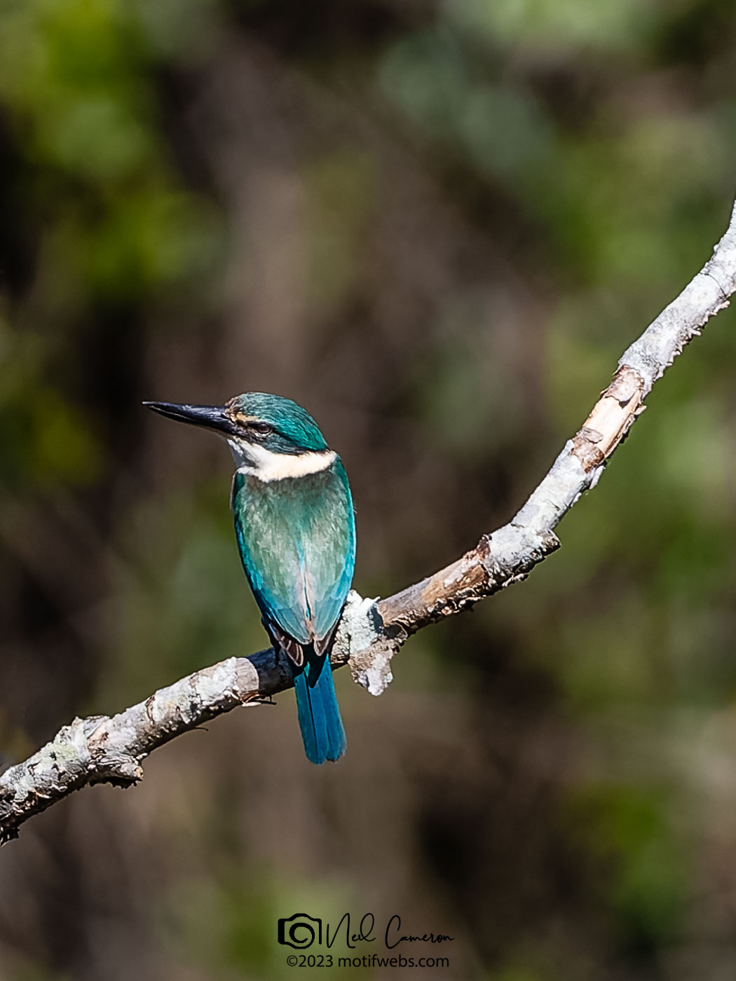 Sacred Kingfisher (Todiramphus sanctus), Oxley Creek Common, Brisbane