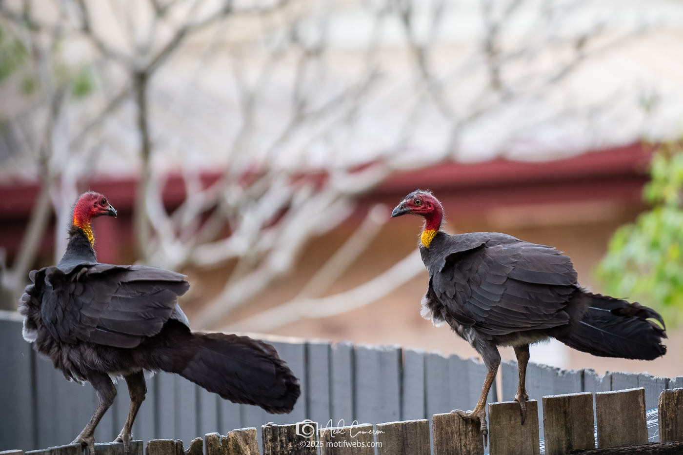 Australian Brushturkey (Alectura lathami), St Lucia, Brisbane
