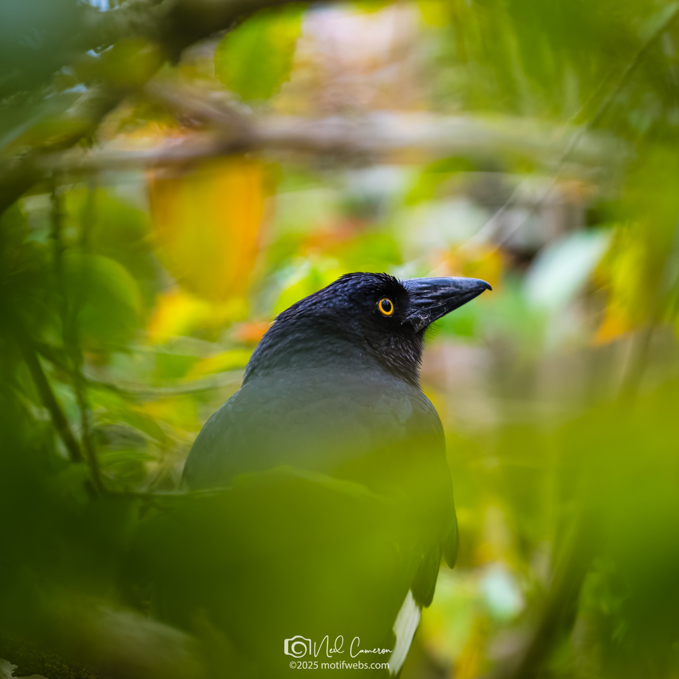 Pied Currawong (Strepera graculina), St Lucia, Brisbane