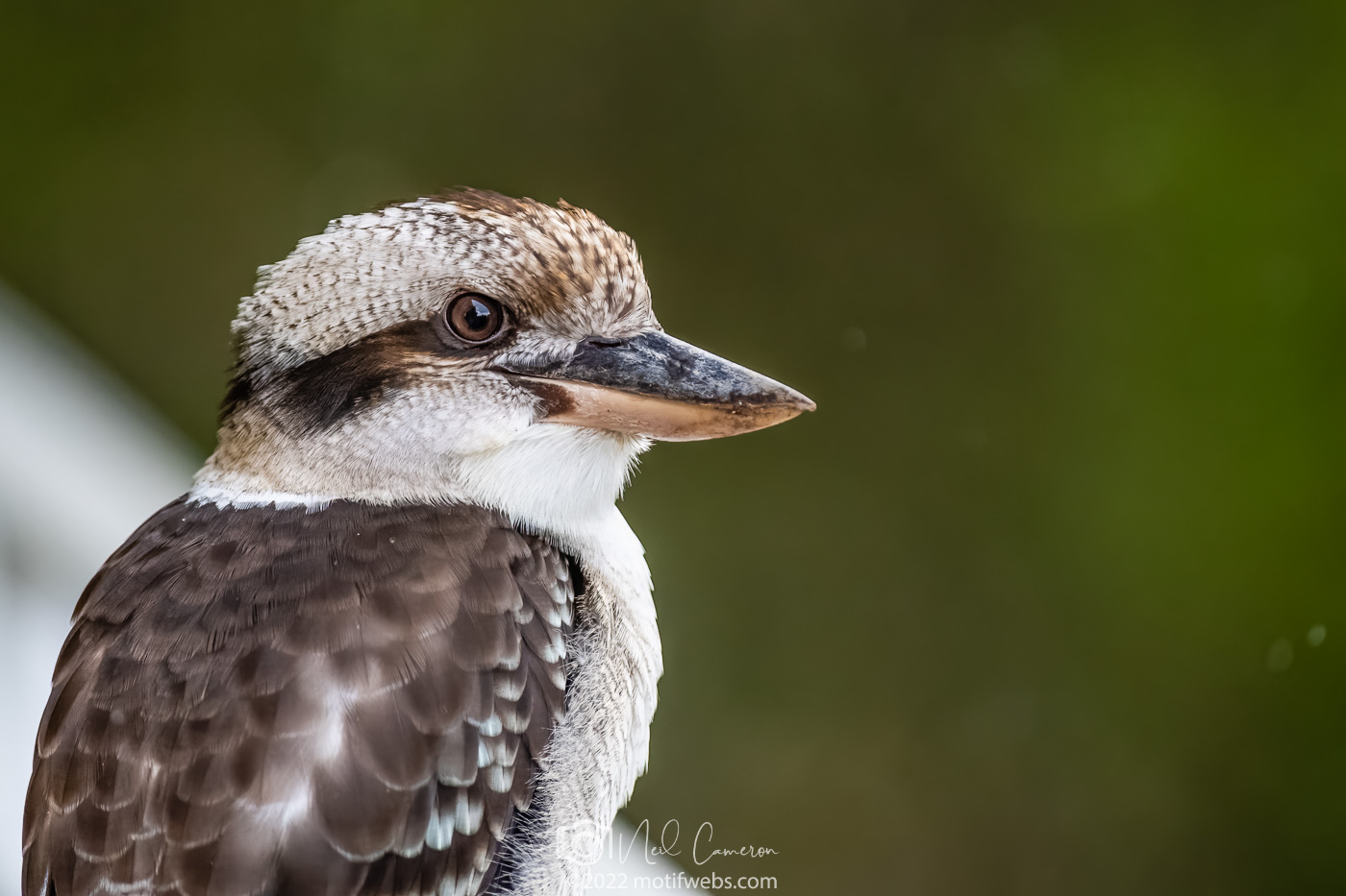 Kookaburra (Dacelo novaeguineae), St Lucia